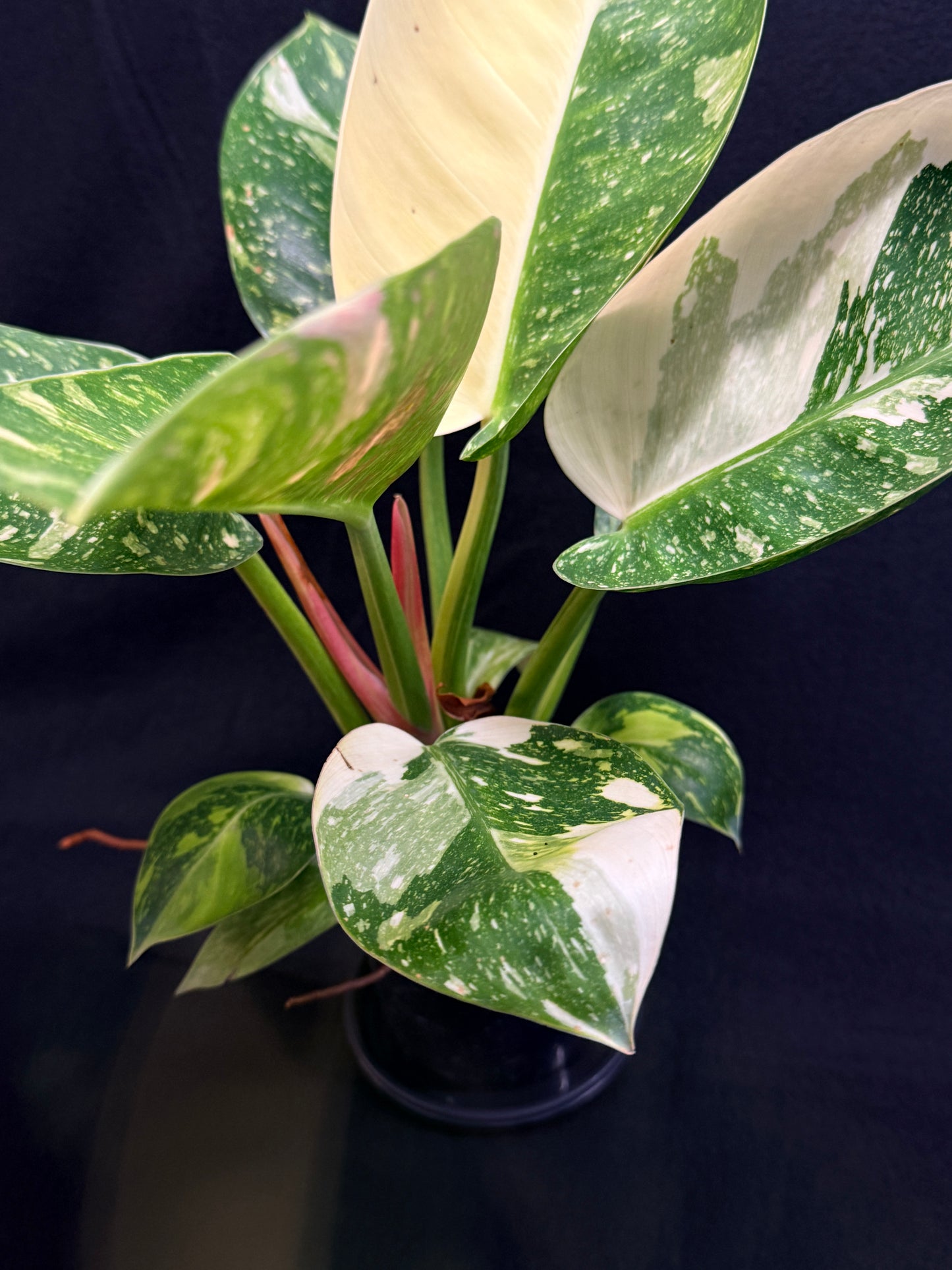 Philodendron Green Congo Nuclear (Large) Y2