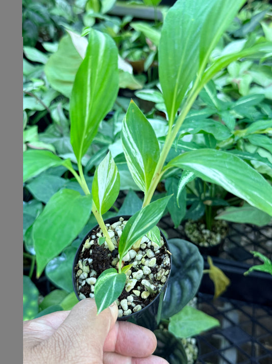 Alpinia vittata 'Variegated Striped Narrow Leaf Ginger' M37