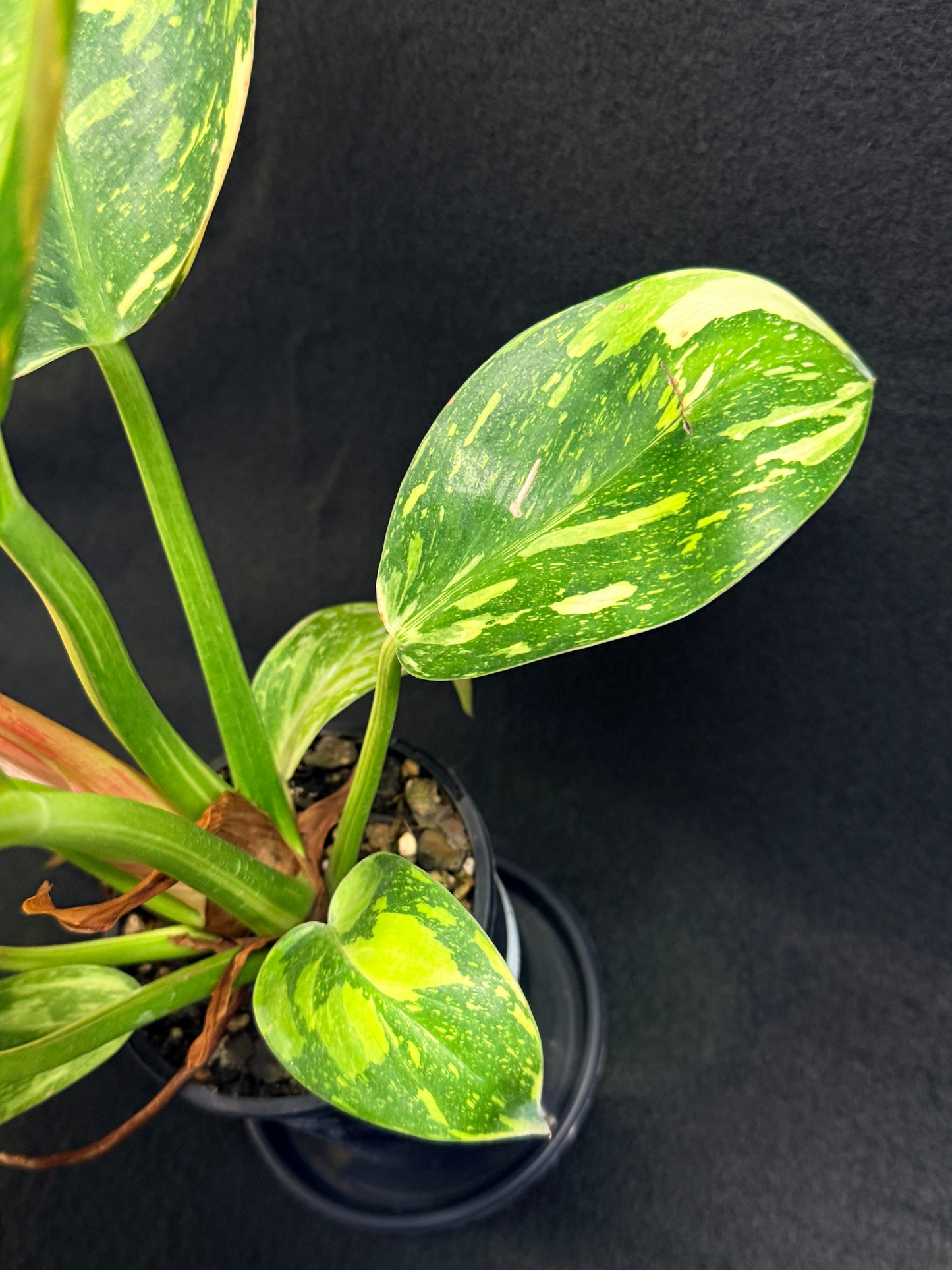 Philodendron Green Congo Nuclear (Large) Y2