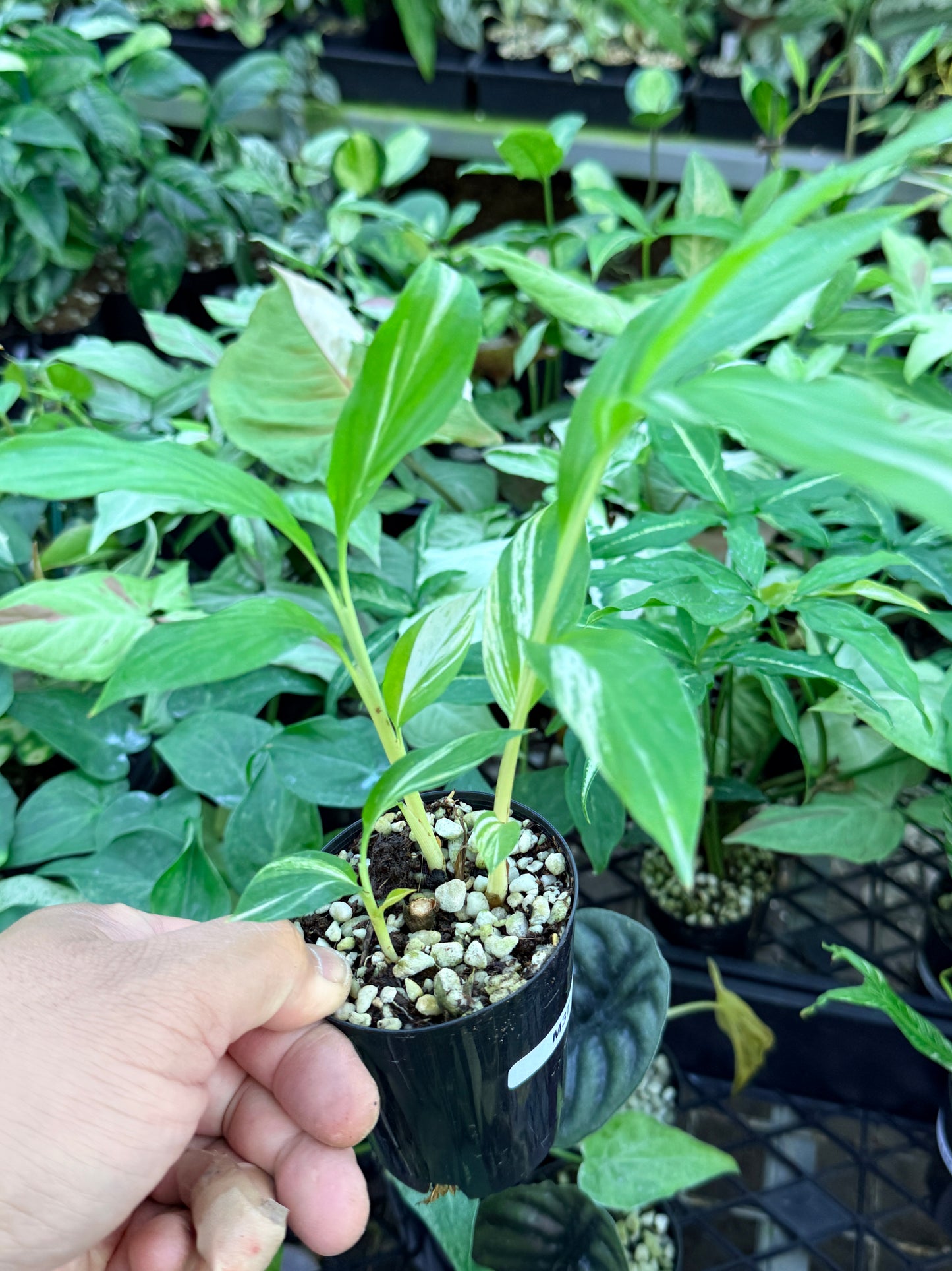 Alpinia vittata 'Variegated Striped Narrow Leaf Ginger' M37