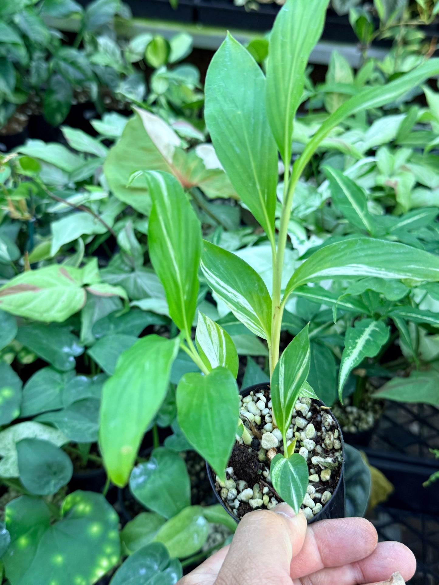 Alpinia vittata 'Variegated Striped Narrow Leaf Ginger' M37