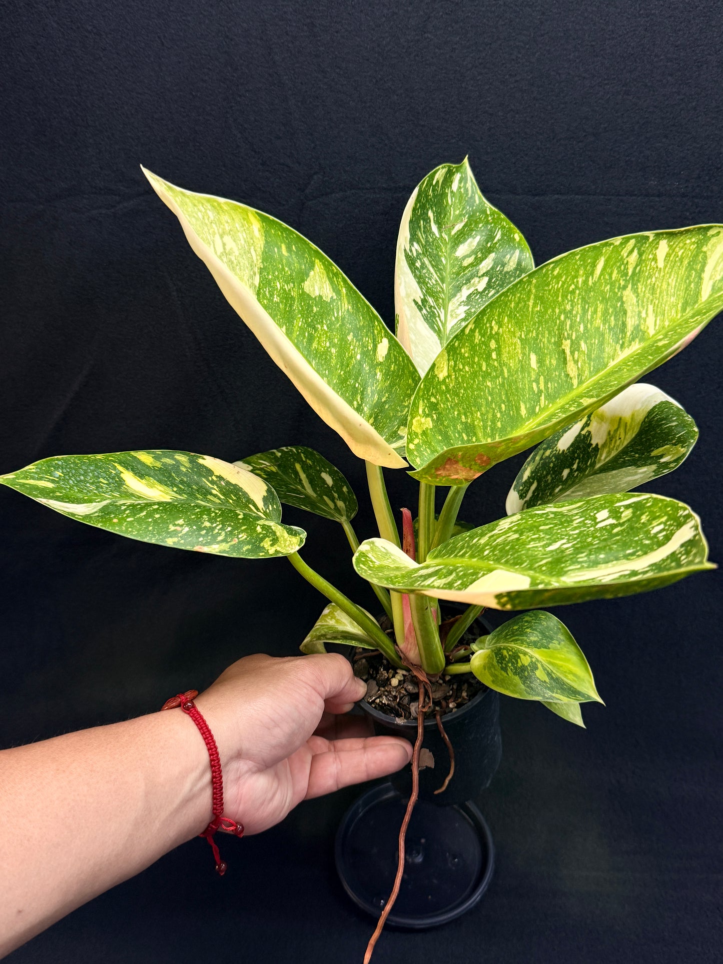 Philodendron Green Congo Nuclear (Large) Y2