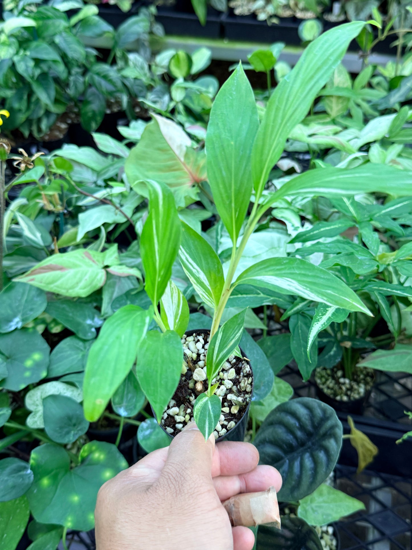 Alpinia vittata 'Variegated Striped Narrow Leaf Ginger' M37