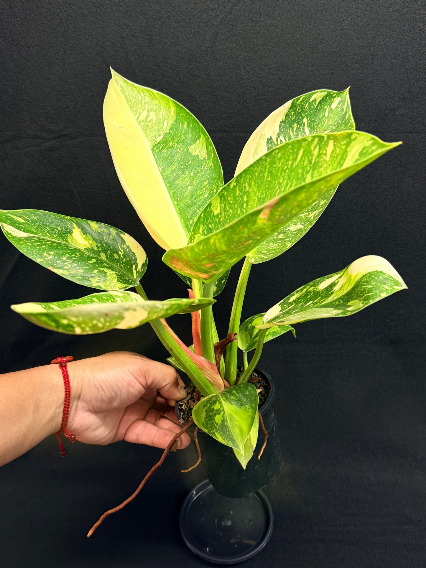 Philodendron Green Congo Nuclear (Large) Y2