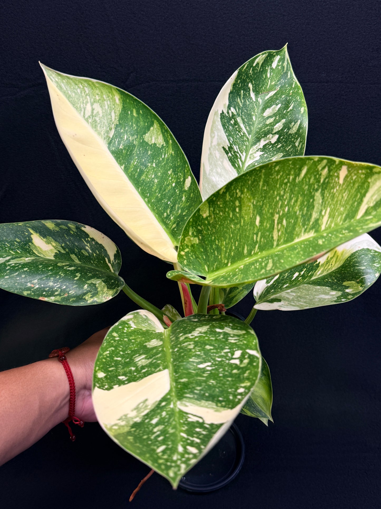 Philodendron Green Congo Nuclear (Large) Y2