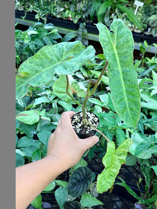 Philodendron Paraiso Verde M45