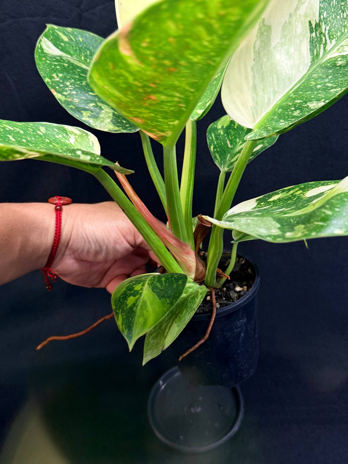 Philodendron Green Congo Nuclear (Large) Y2