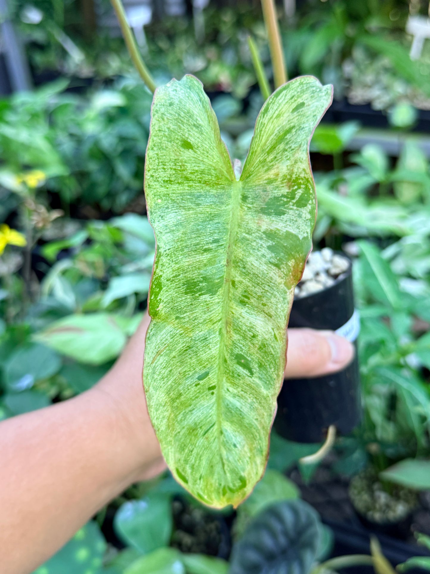 Philodendron Paraiso Verde M45