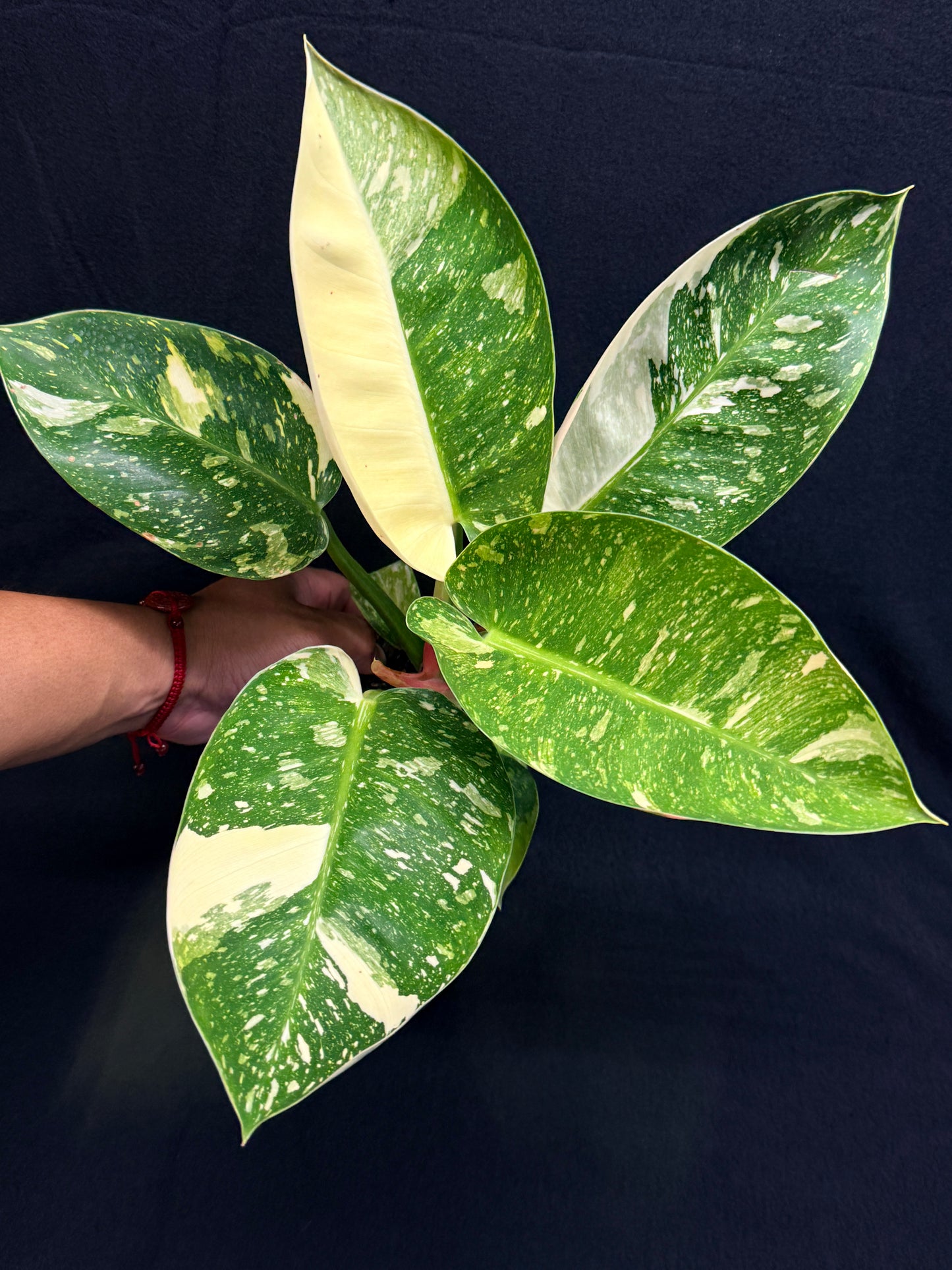 Philodendron Green Congo Nuclear (Large) Y2