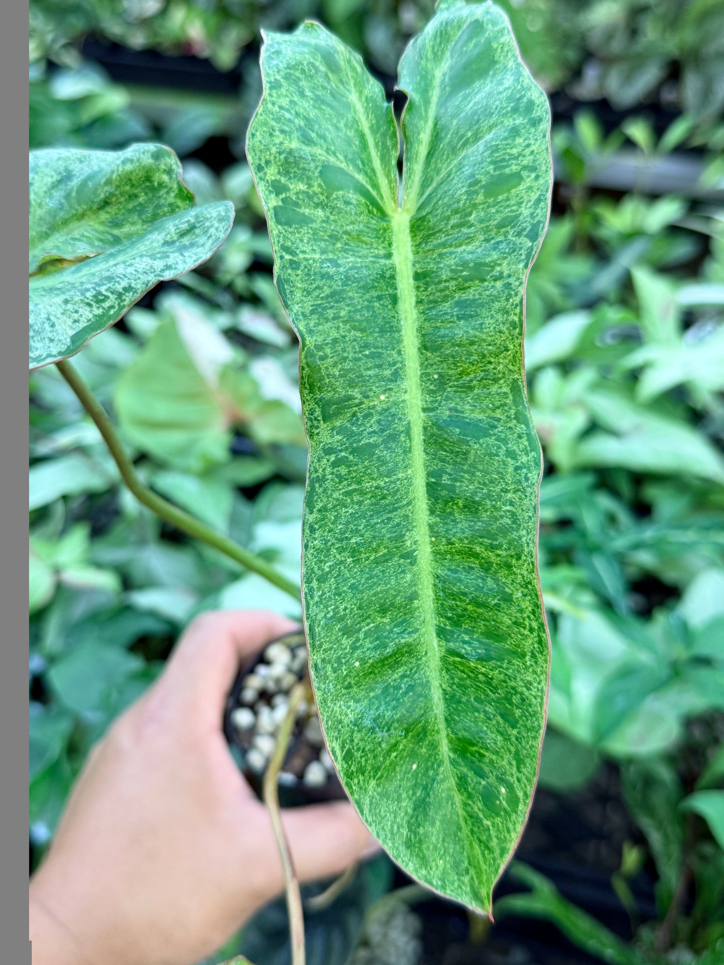 Philodendron Paraiso Verde M45