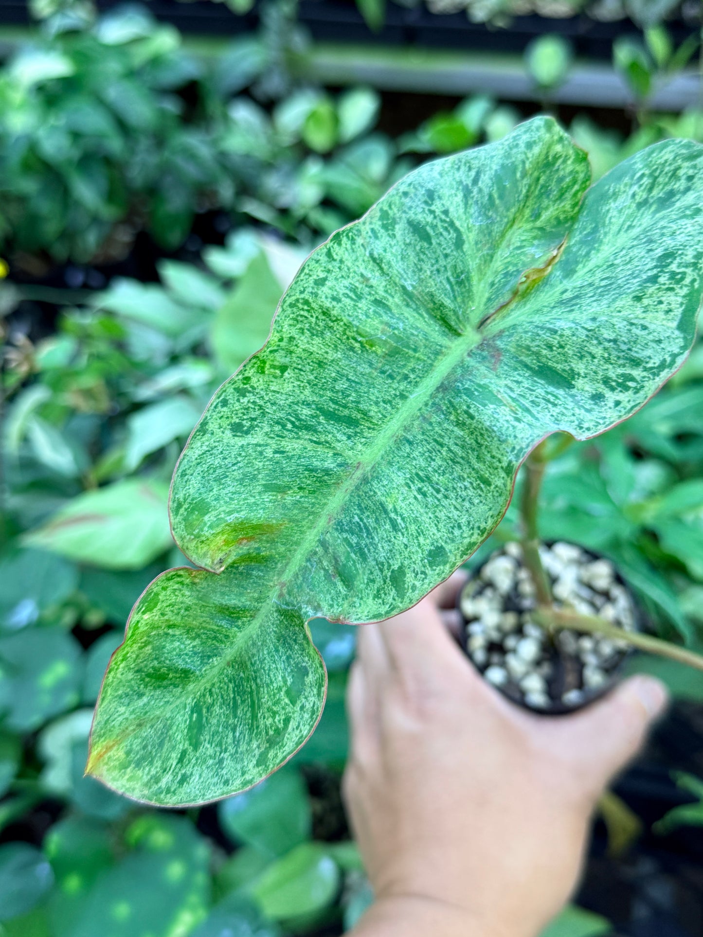 Philodendron Paraiso Verde M45