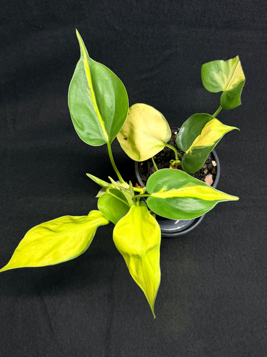 Philodendron Brasil NOID G49
