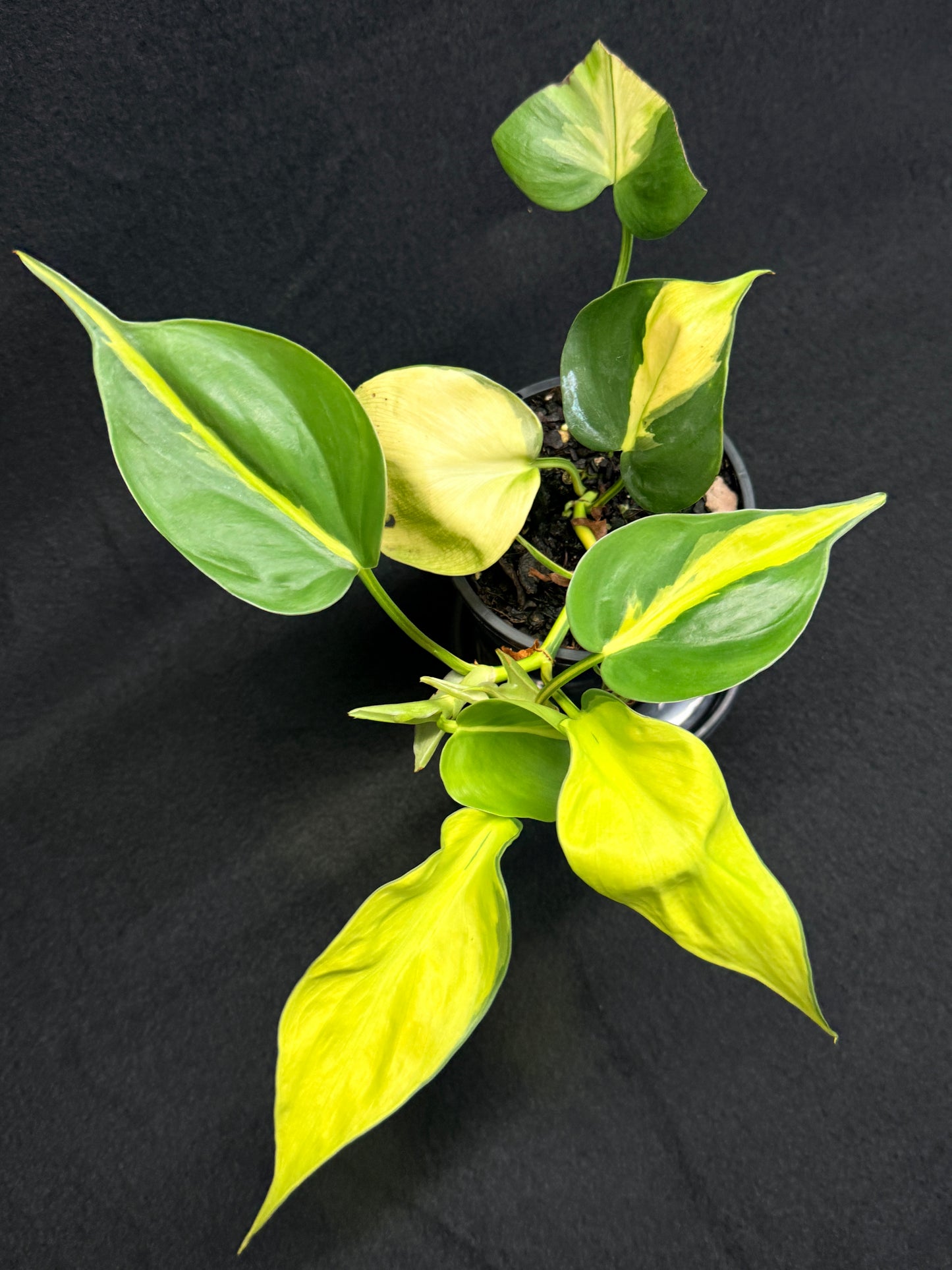 Philodendron Brasil NOID G49