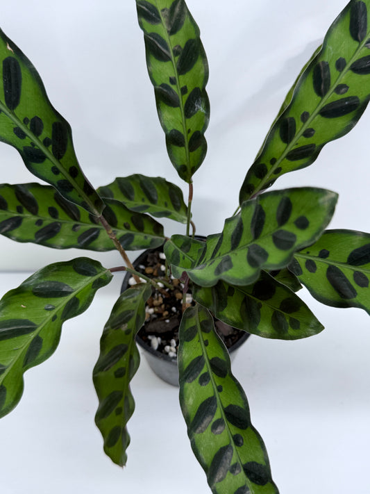 Goeppertia insignis - Rattlesnake Calathea T25