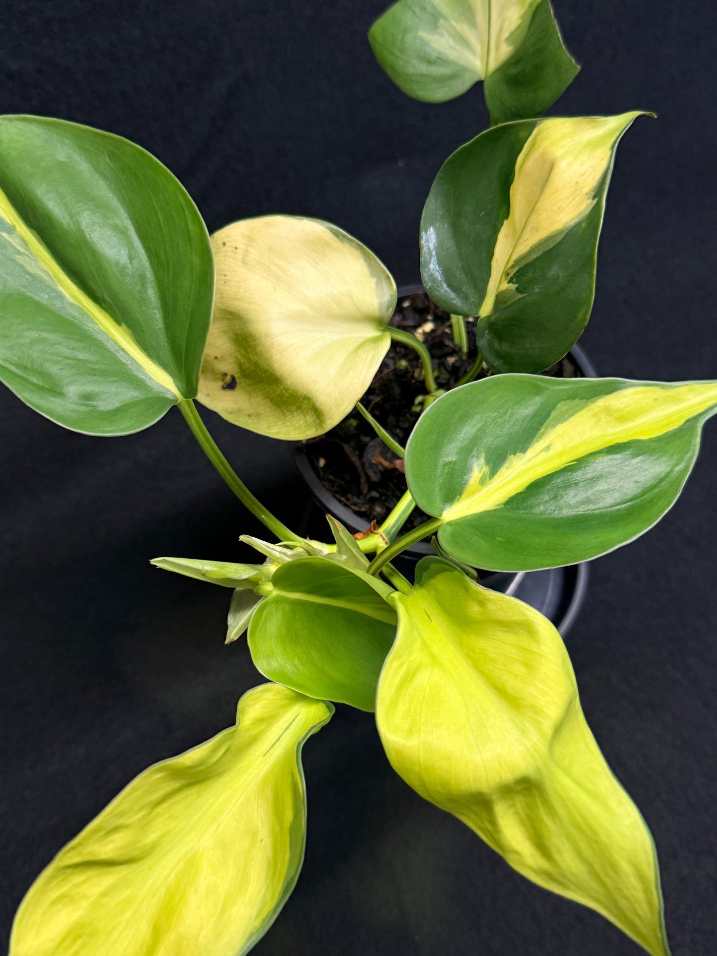 Philodendron Brasil NOID G49