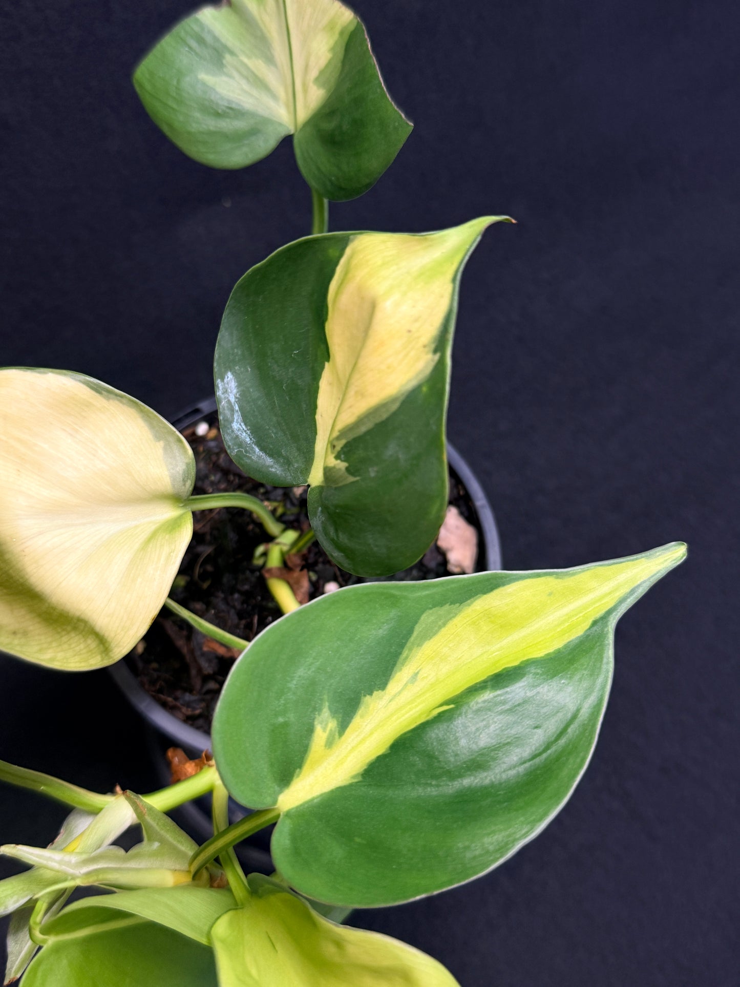 Philodendron Brasil NOID G49