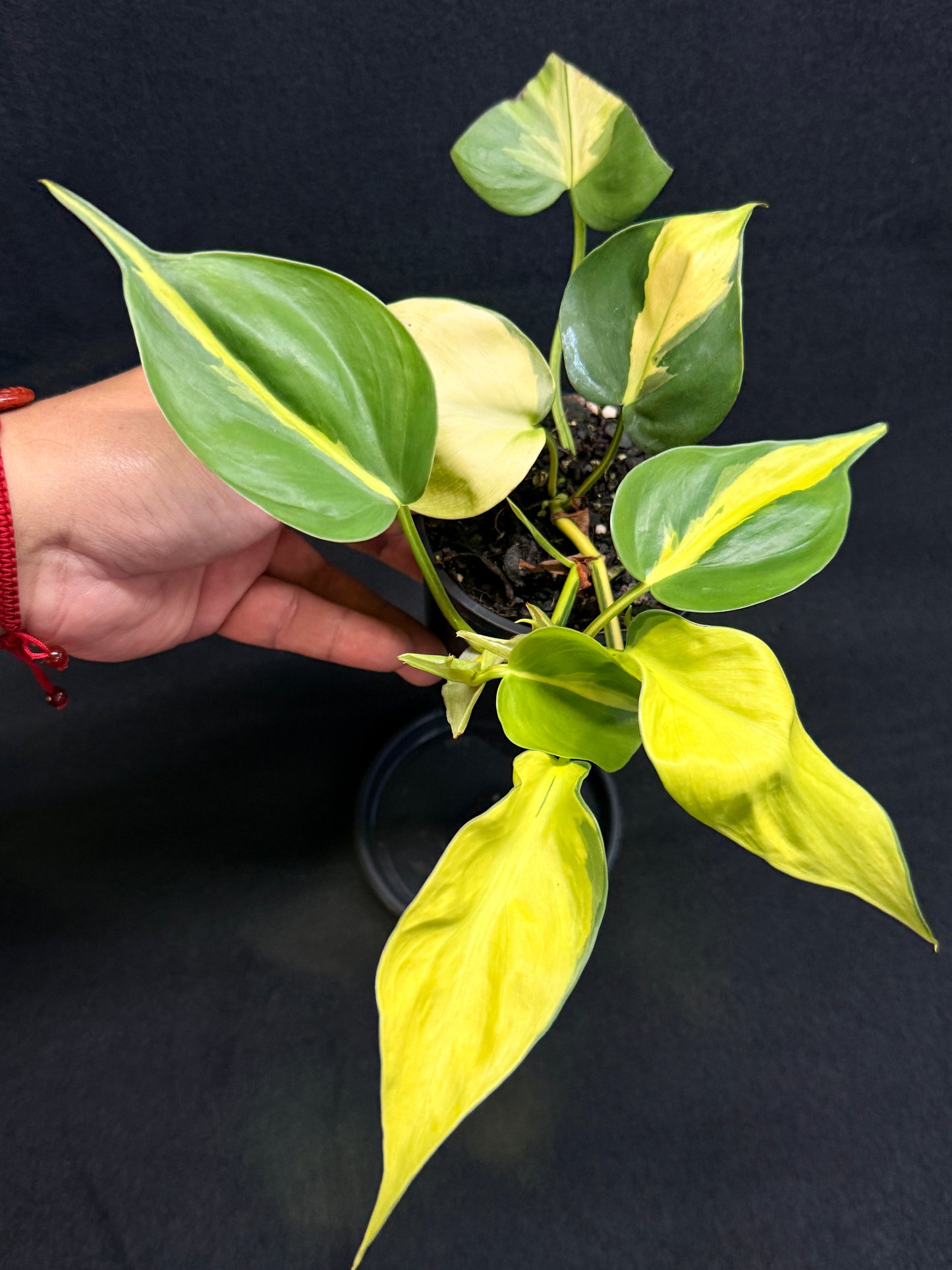 Philodendron Brasil NOID G49