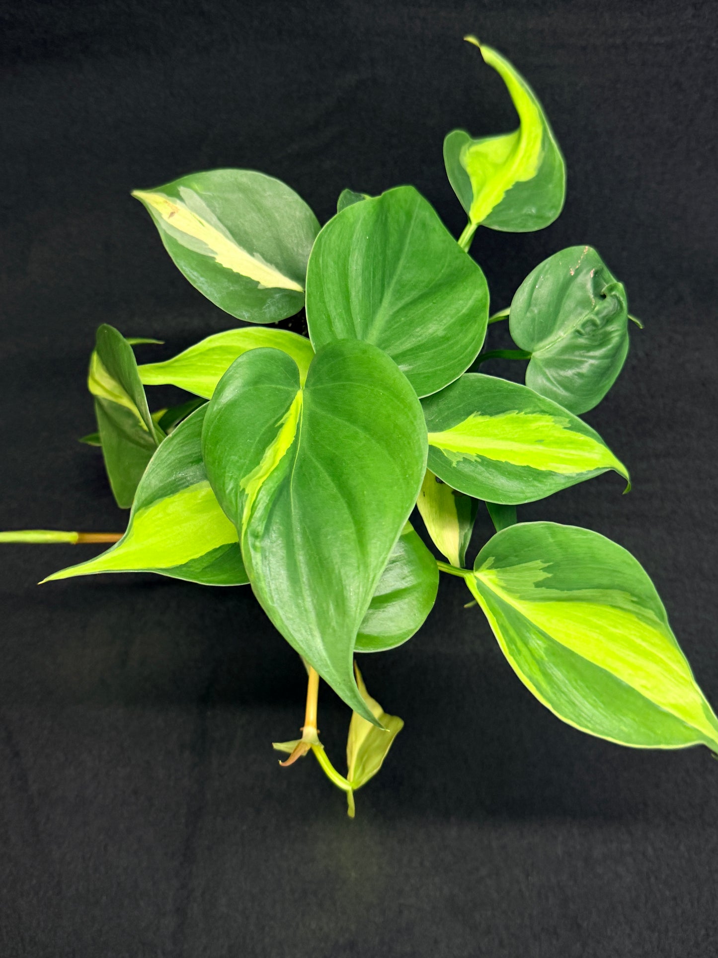Philodendron Brasil G48