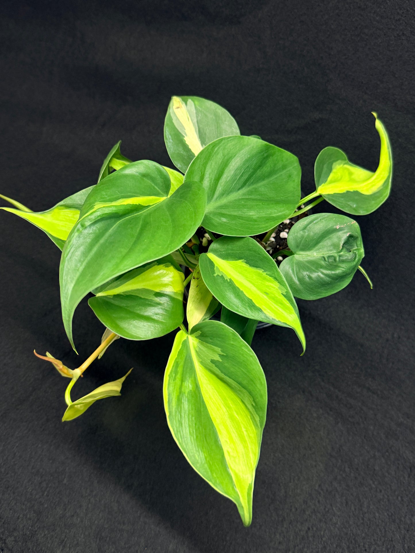 Philodendron Brasil G48