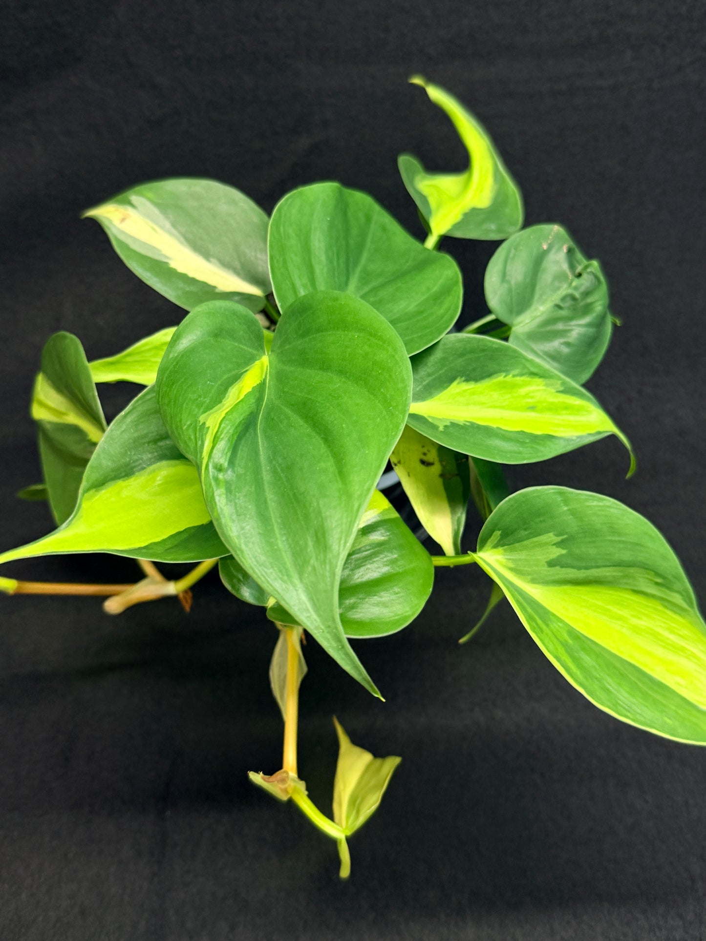 Philodendron Brasil G48