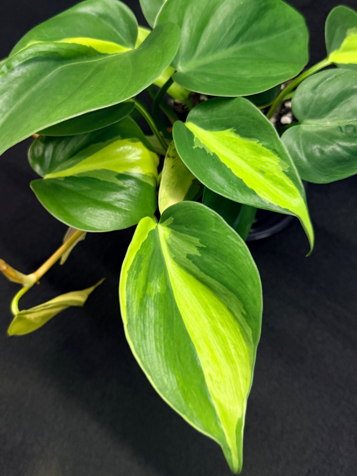 Philodendron Brasil G48