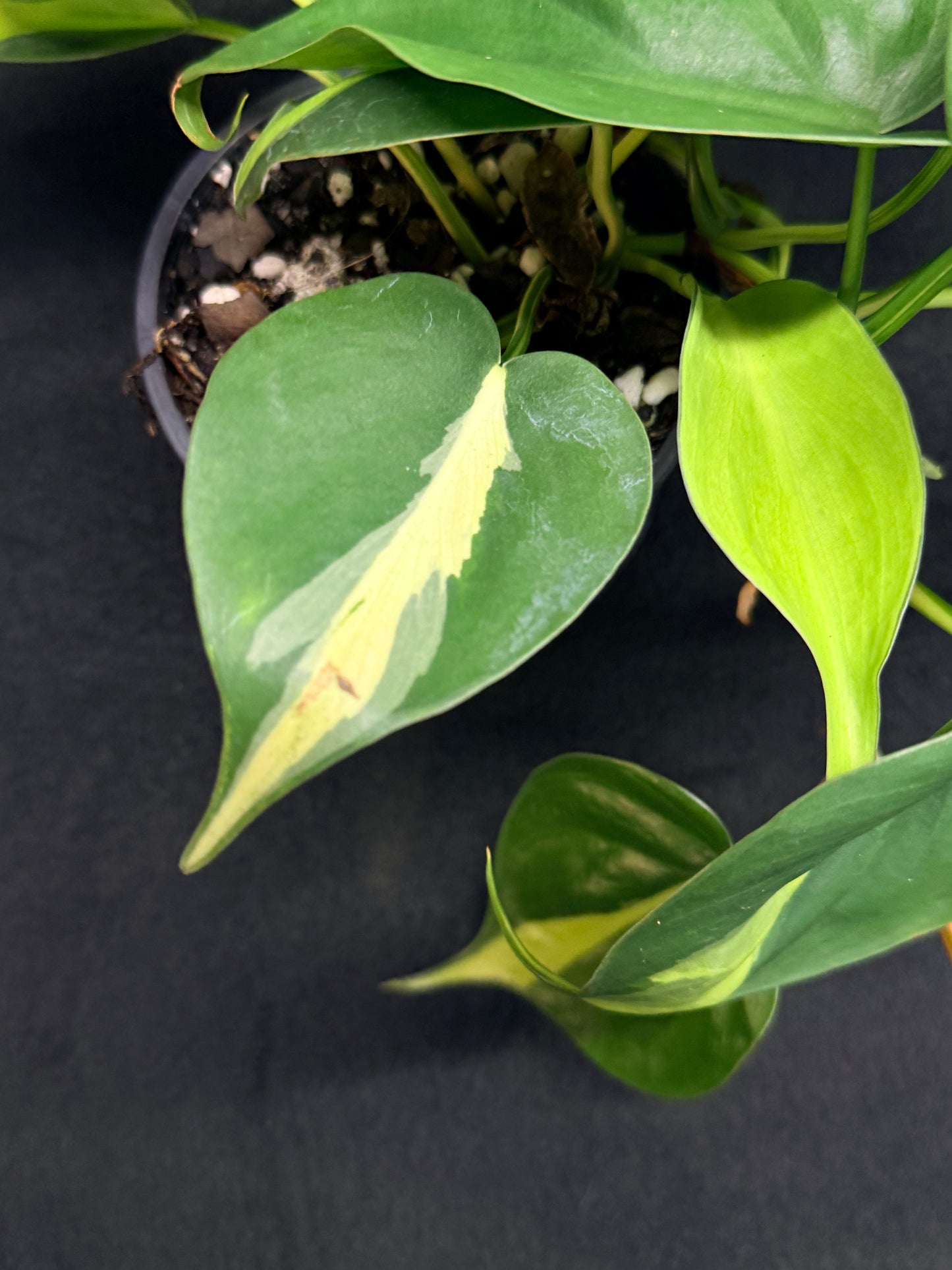 Philodendron Brasil G48
