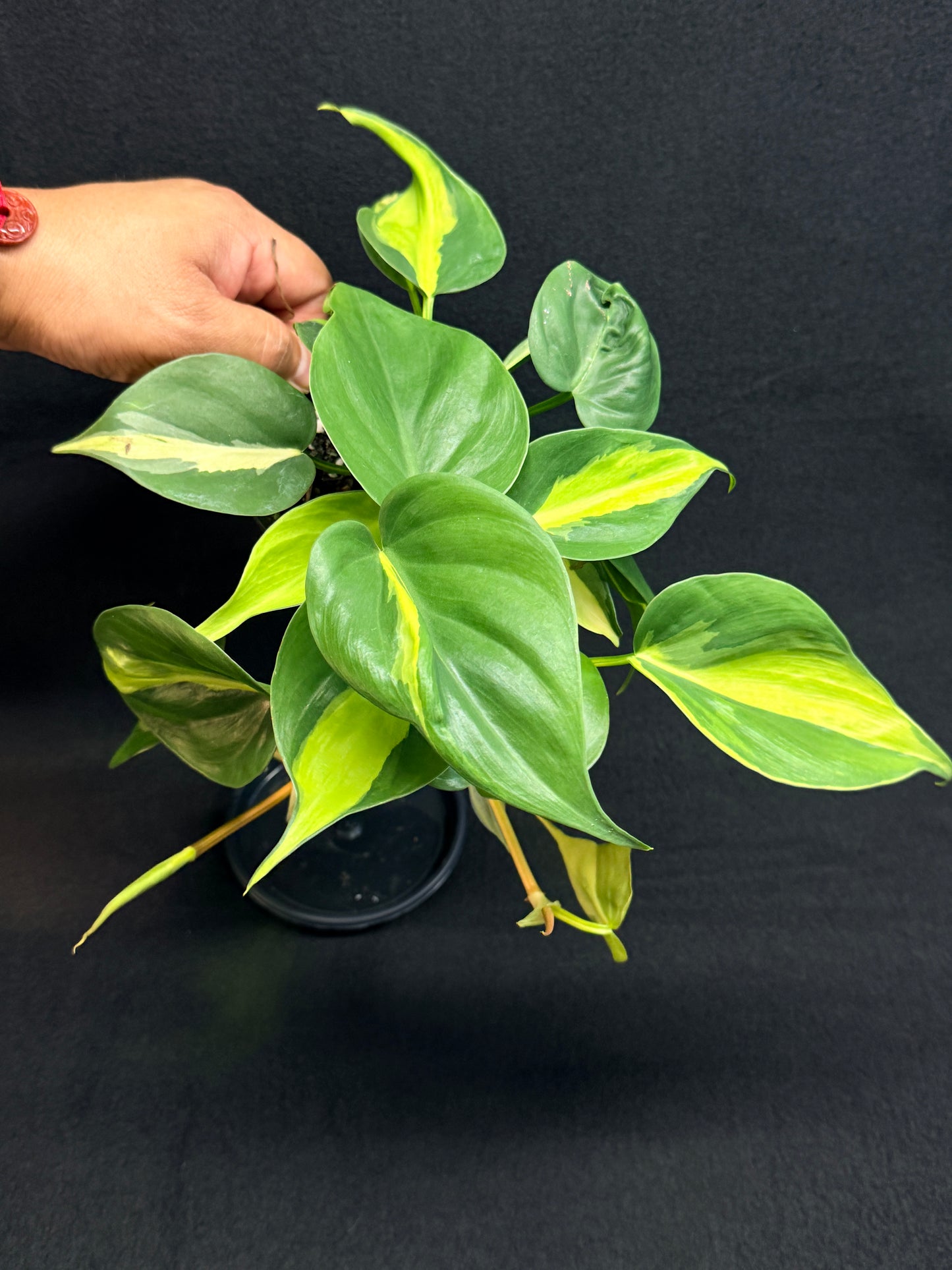 Philodendron Brasil G48
