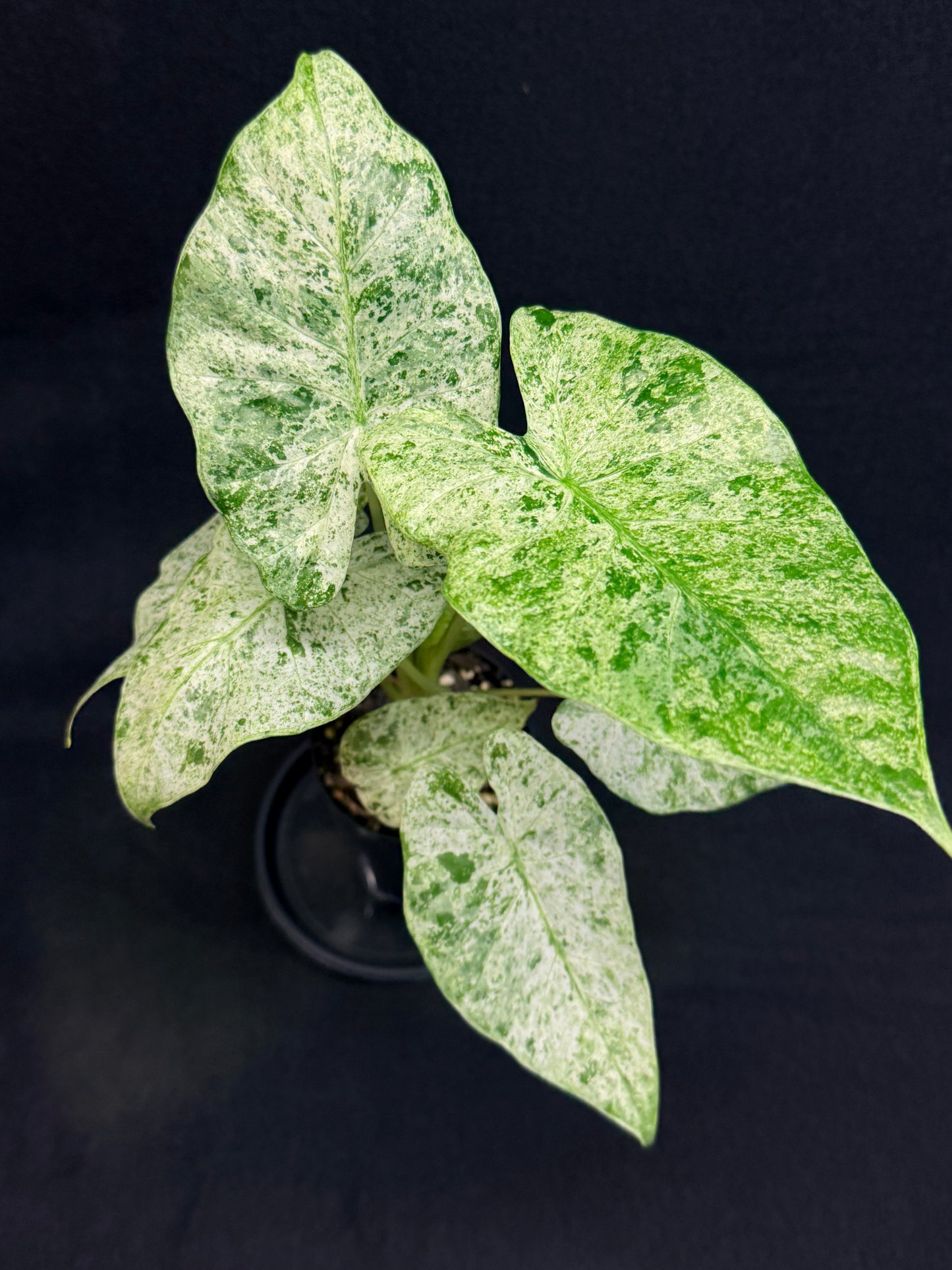 Alocasia odora Batik Variegata G47