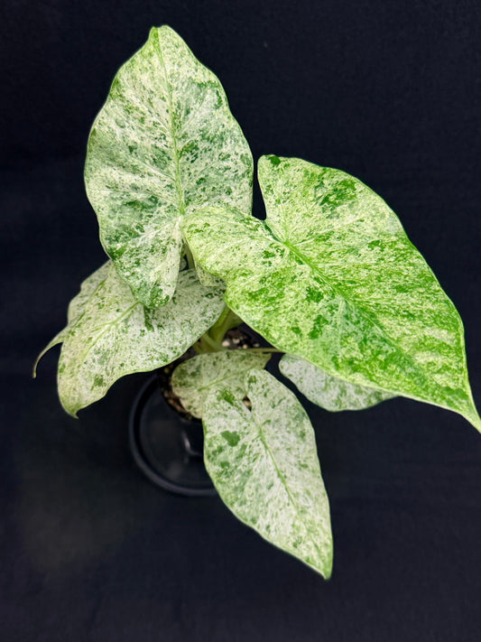 Alocasia odora Batik Variegata G47