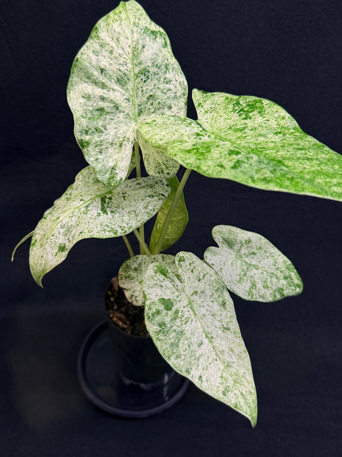 Alocasia odora Batik Variegata G47