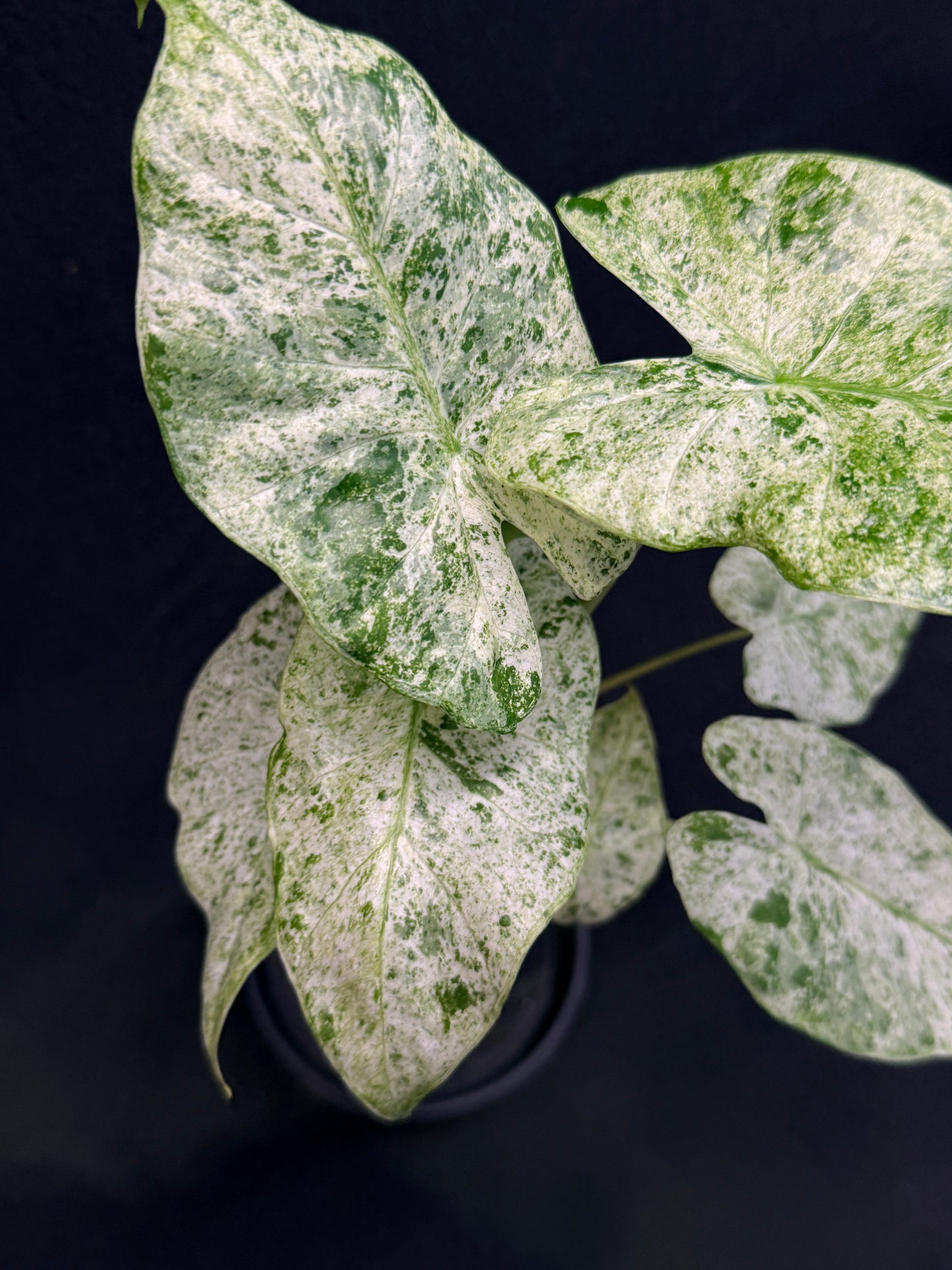 Alocasia odora Batik Variegata G47