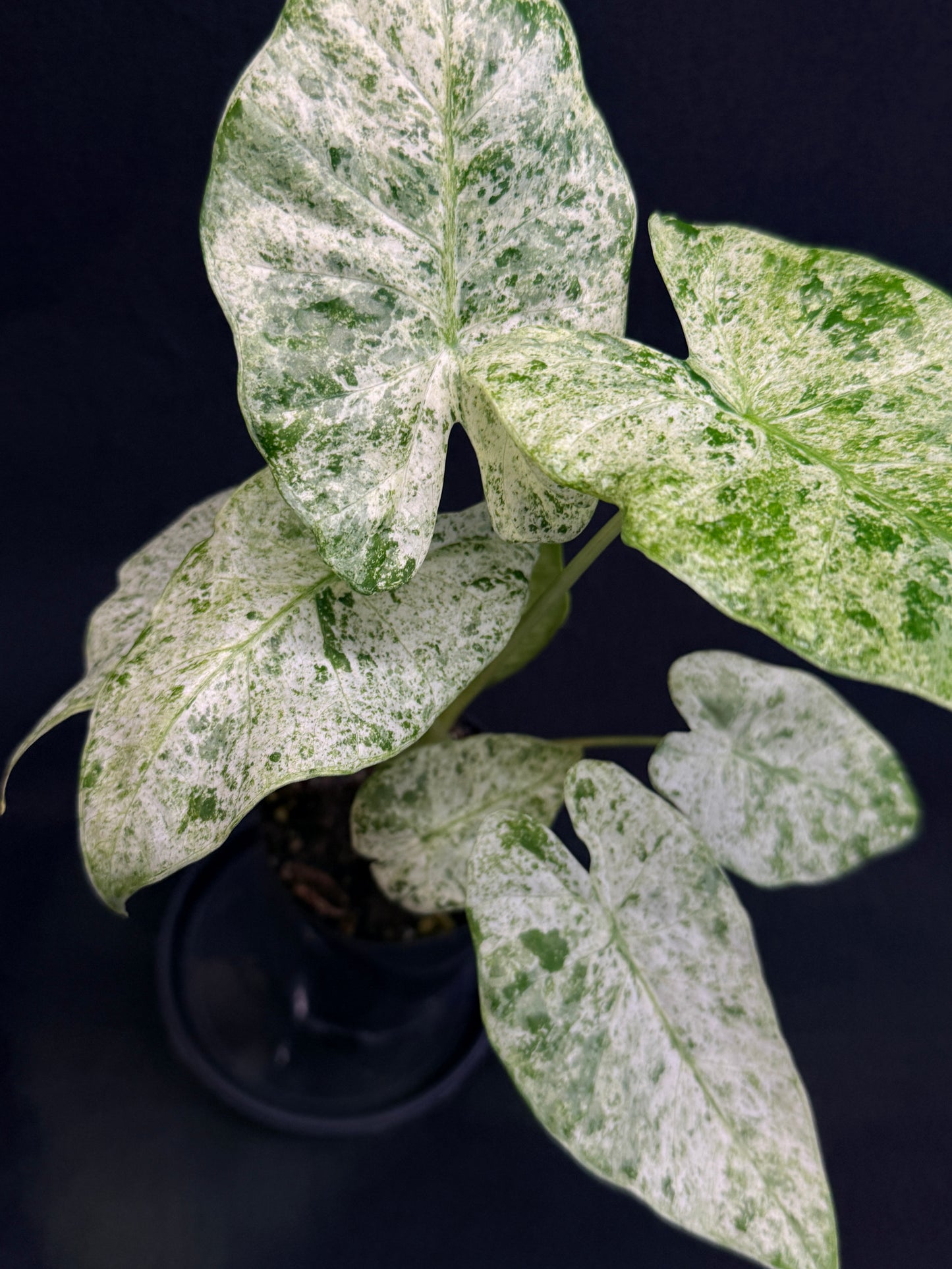 Alocasia odora Batik Variegata G47