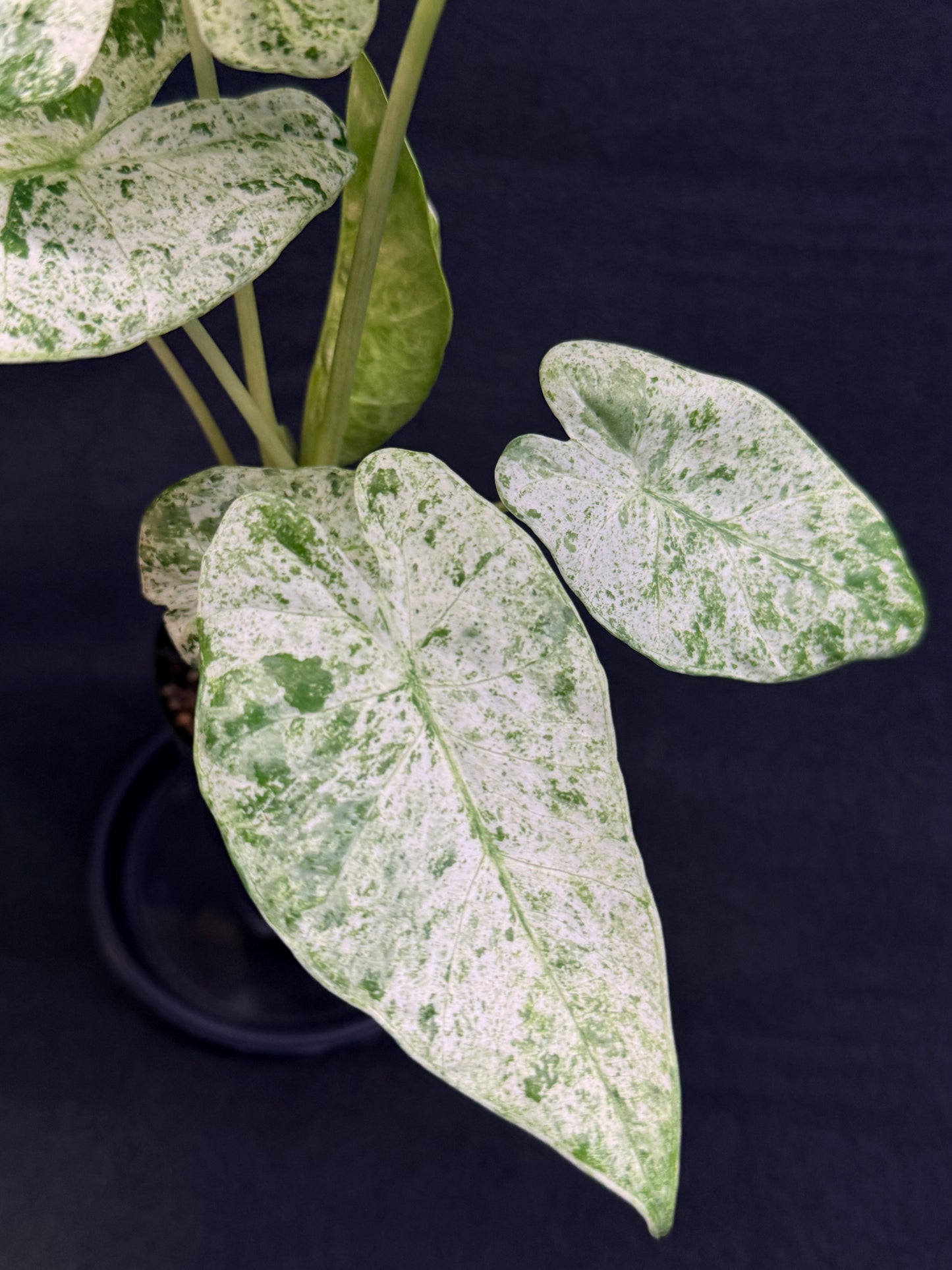 Alocasia odora Batik Variegata G47