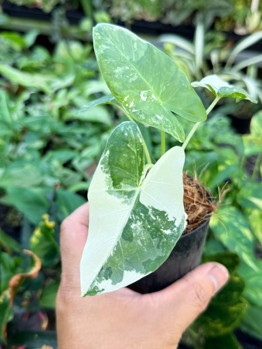 Alocasia macrorrhiza variegata 'Variegated Elephant Ears' M52