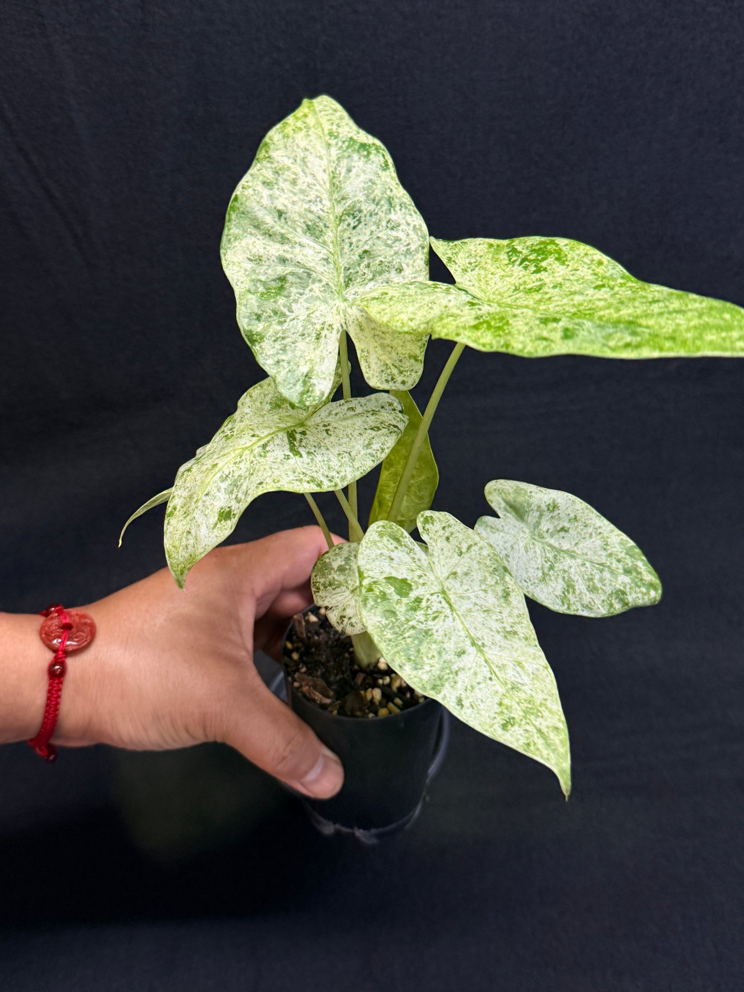 Alocasia odora Batik Variegata G47