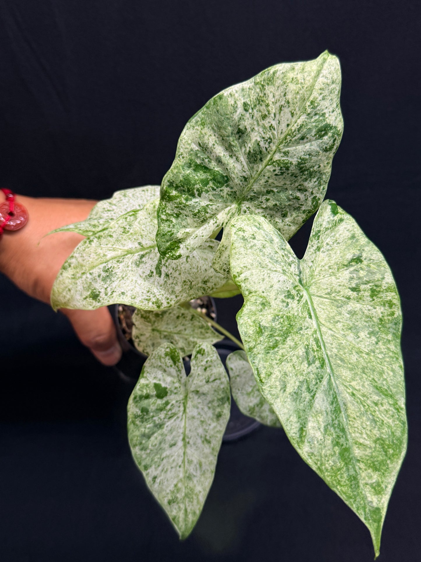 Alocasia odora Batik Variegata G47