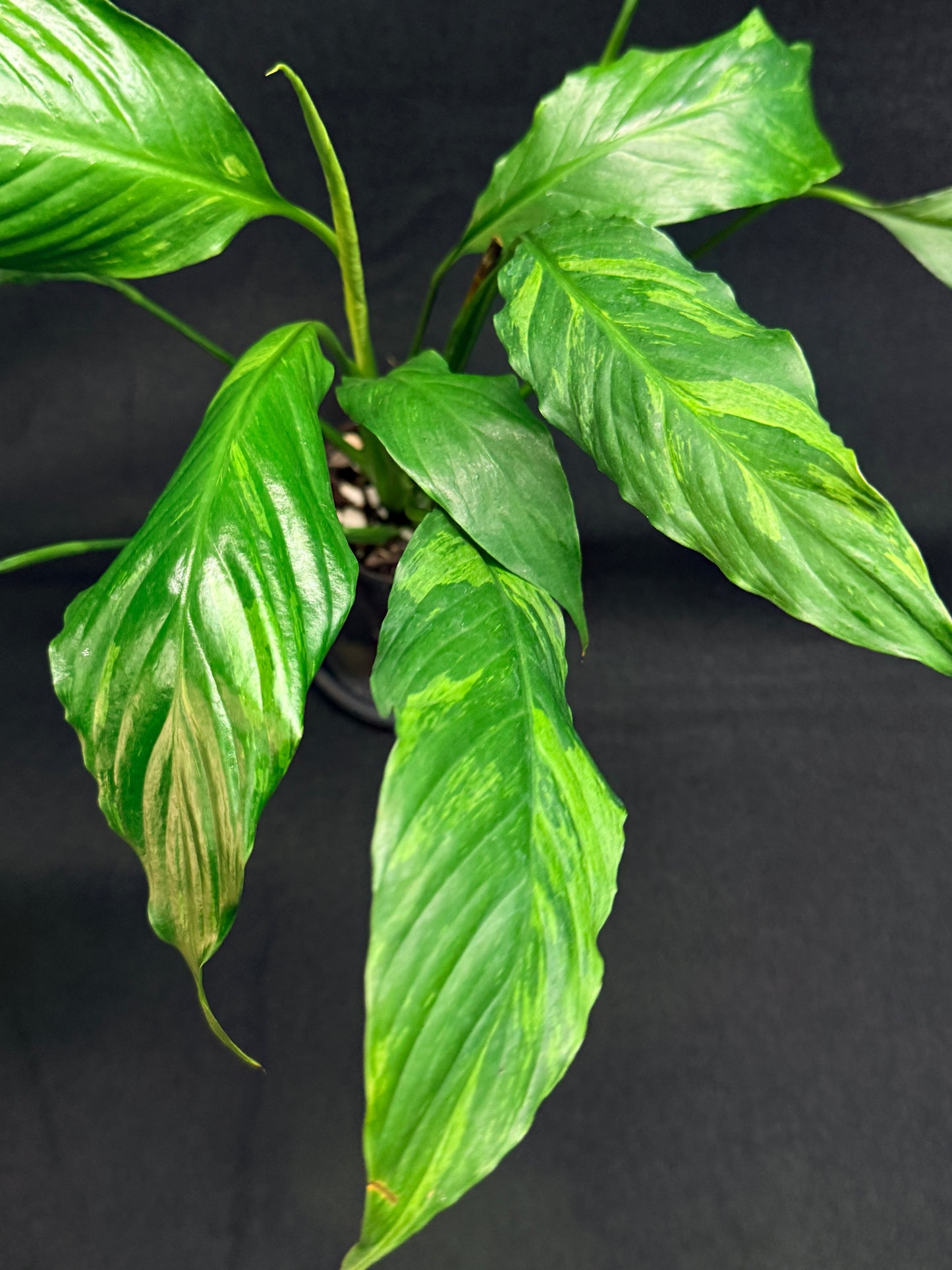 Spathiphyllum Picasso 'Aurea' Yellow Variegation G50