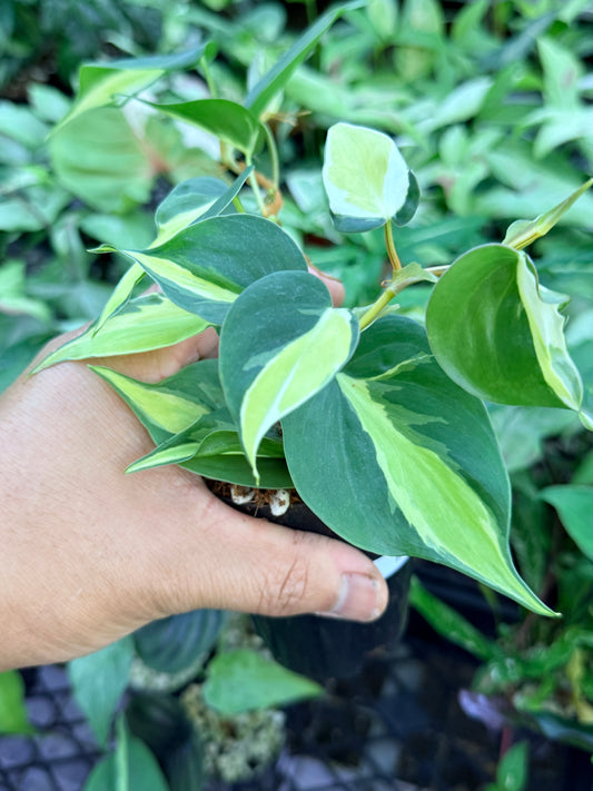 Philodendron 'Cream Splash' M56
