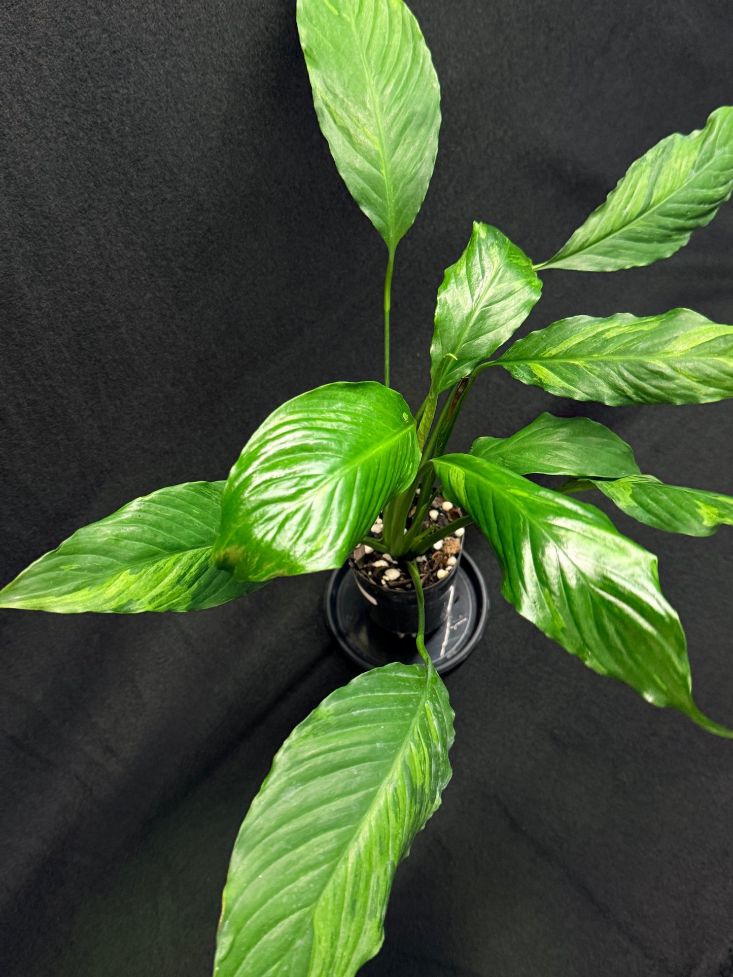 Spathiphyllum Picasso 'Aurea' Yellow Variegation G50