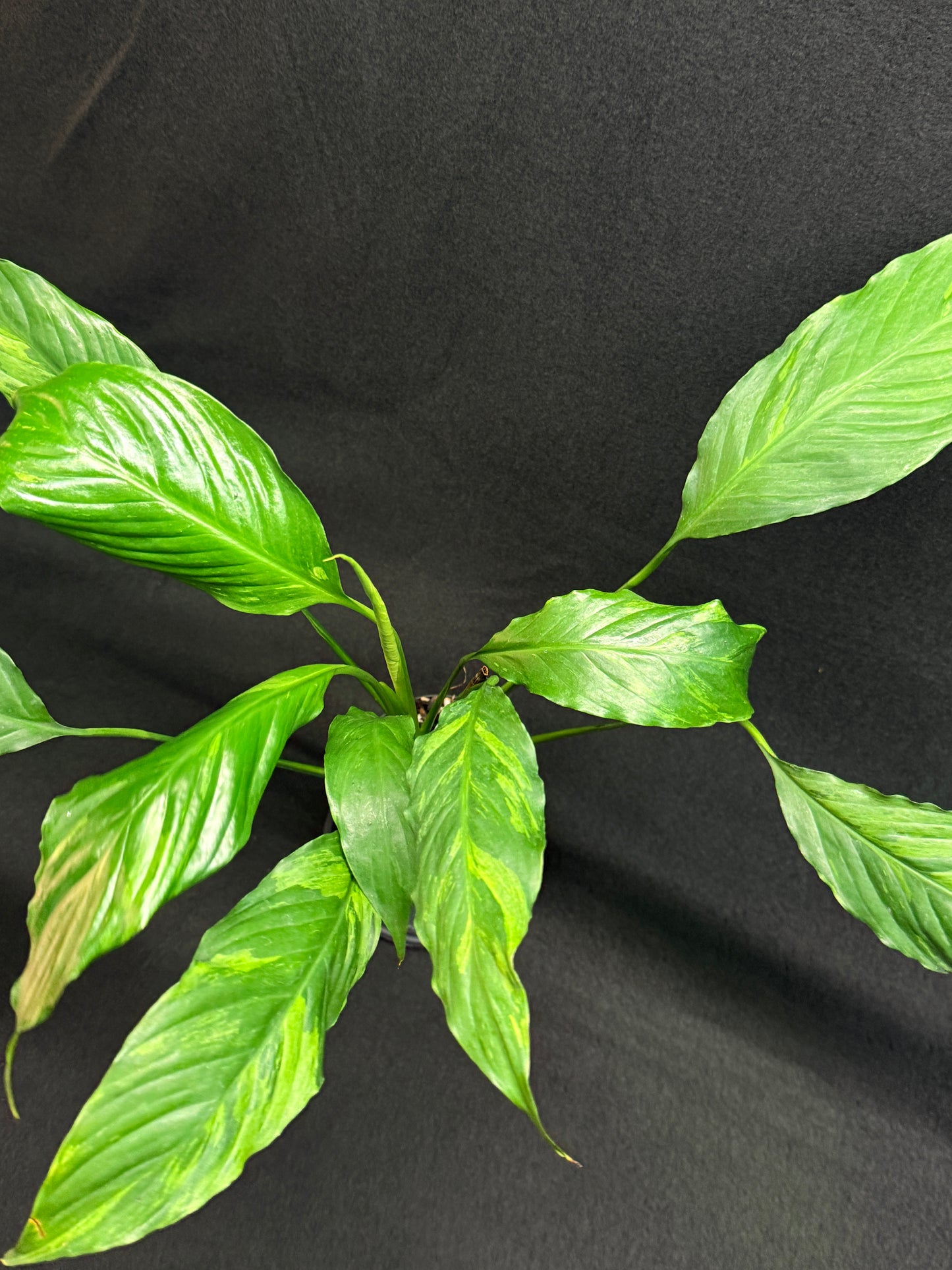 Spathiphyllum Picasso 'Aurea' Yellow Variegation G50