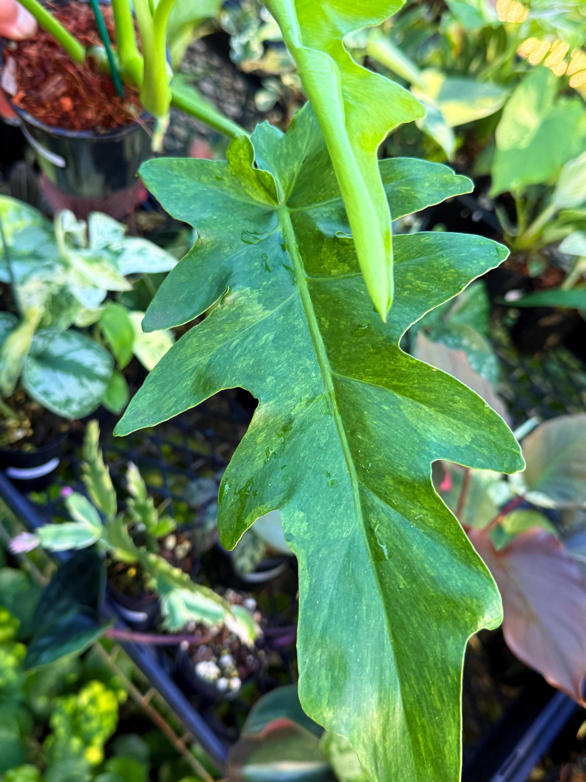 Philodendron 'Bob Cee' Variegata (Large) S73