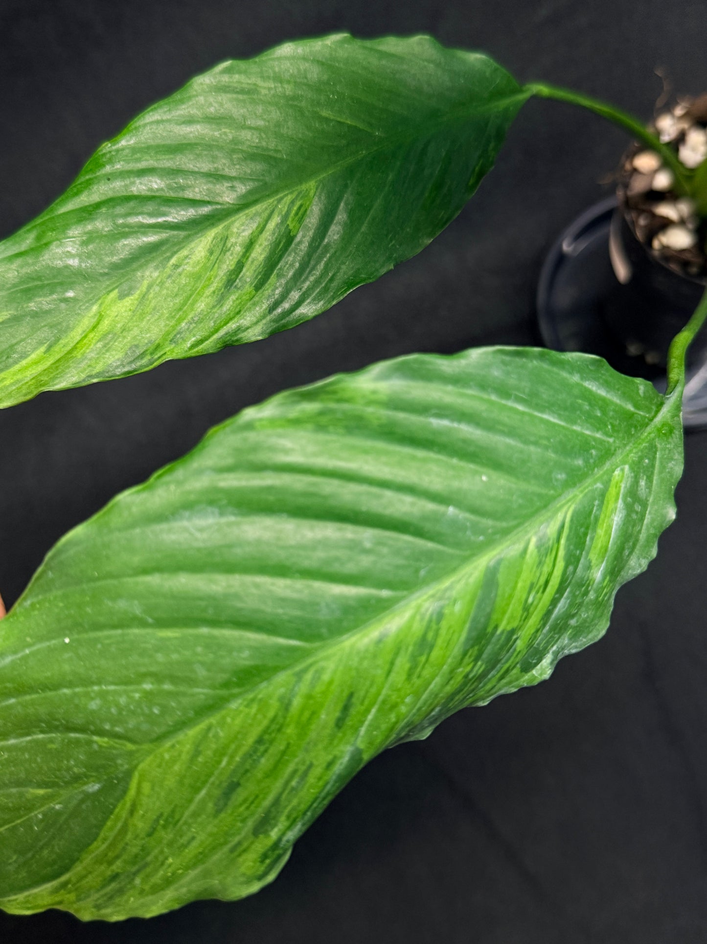 Spathiphyllum Picasso 'Aurea' Yellow Variegation G50