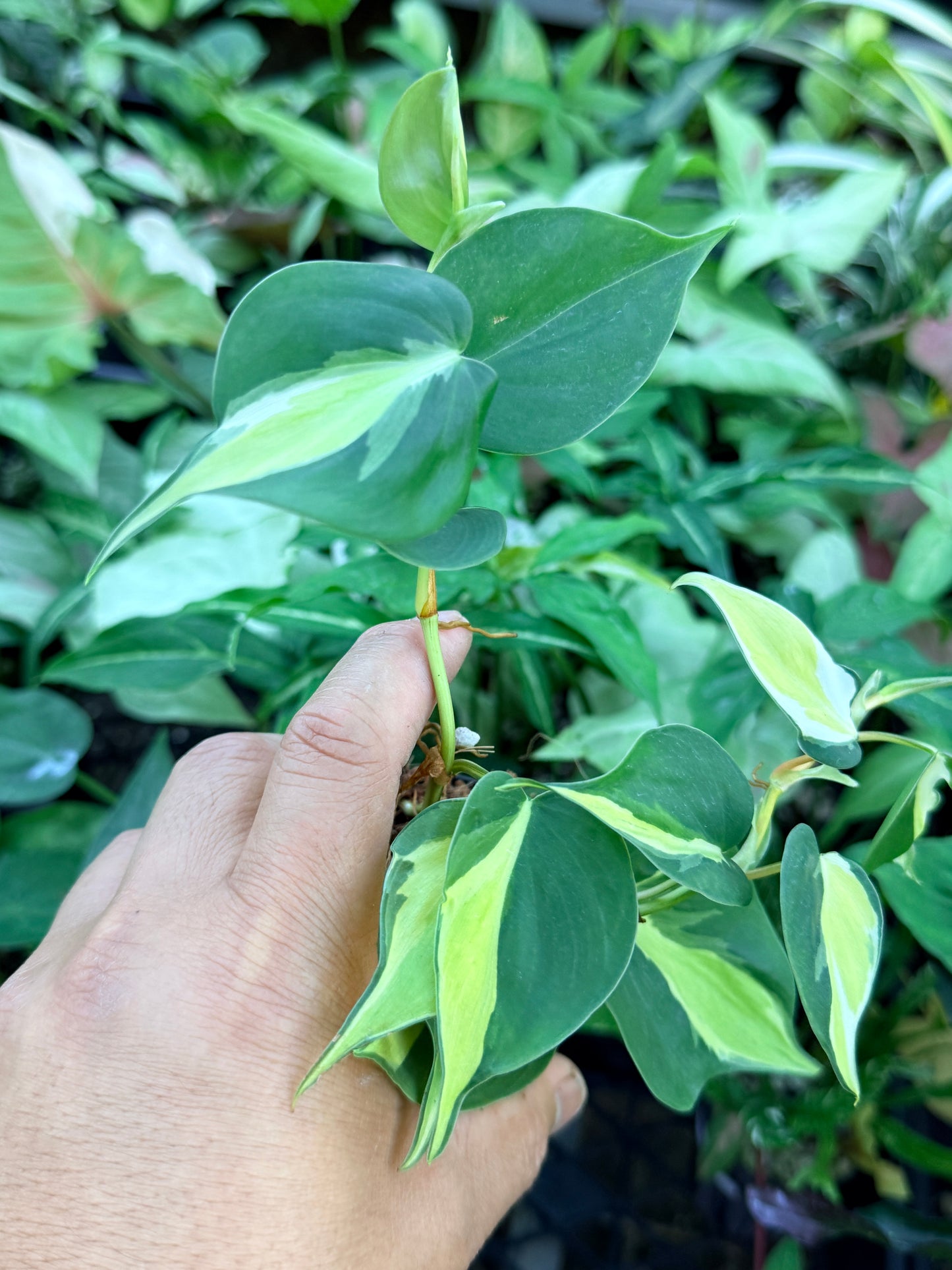Philodendron 'Cream Splash' M56