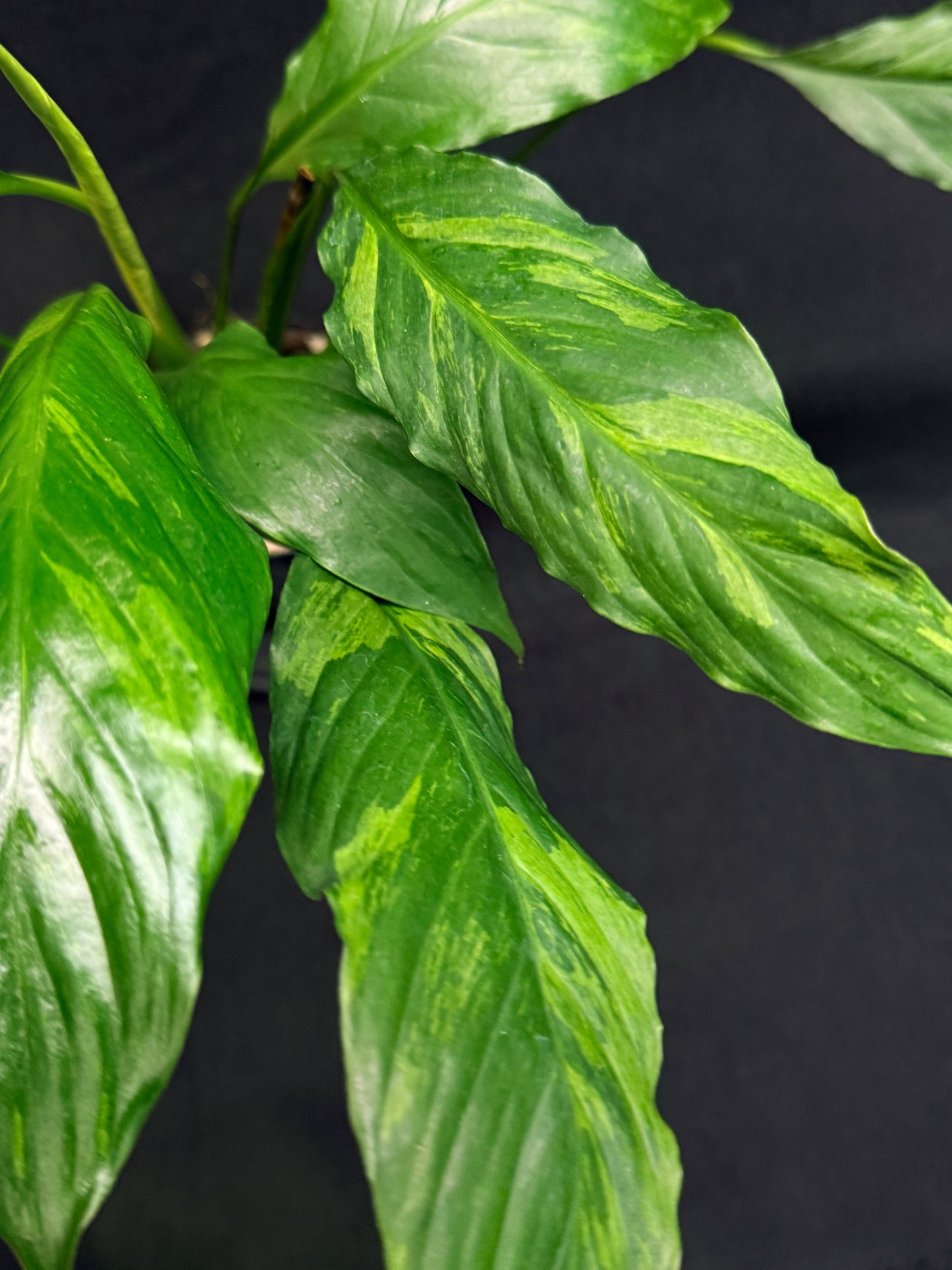 Spathiphyllum Picasso 'Aurea' Yellow Variegation G50