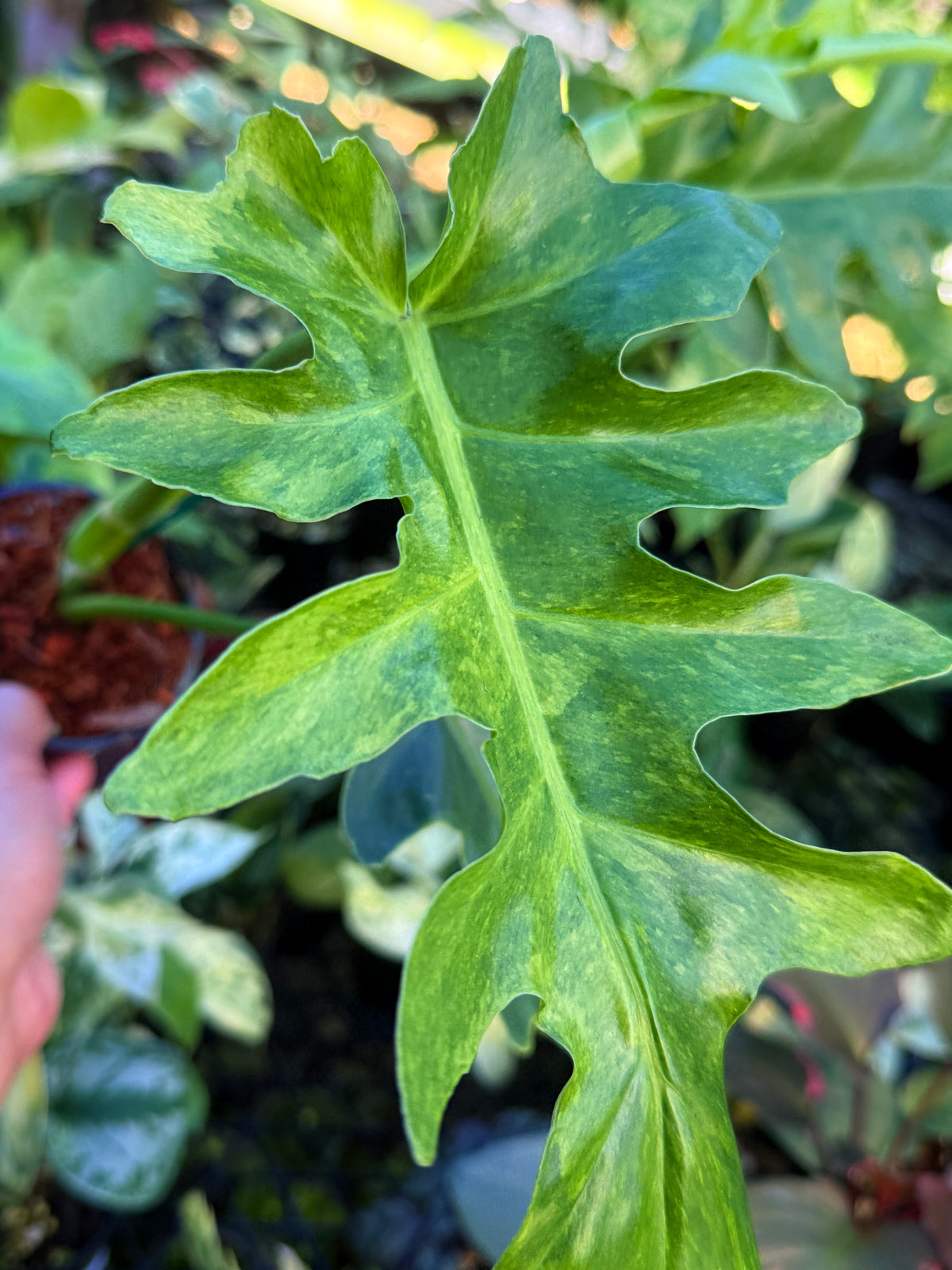 Philodendron 'Bob Cee' Variegata (Large) S73