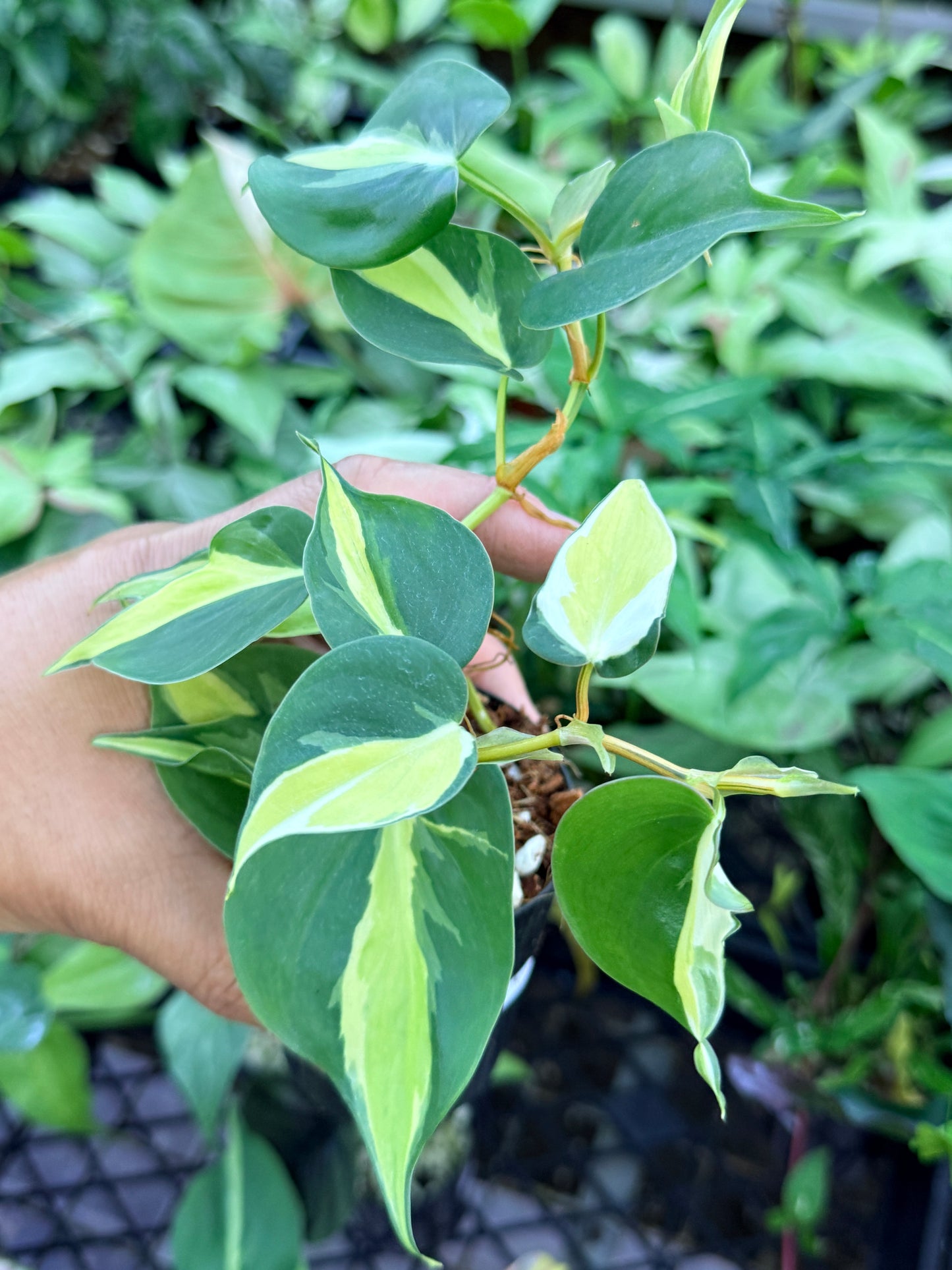 Philodendron 'Cream Splash' M56