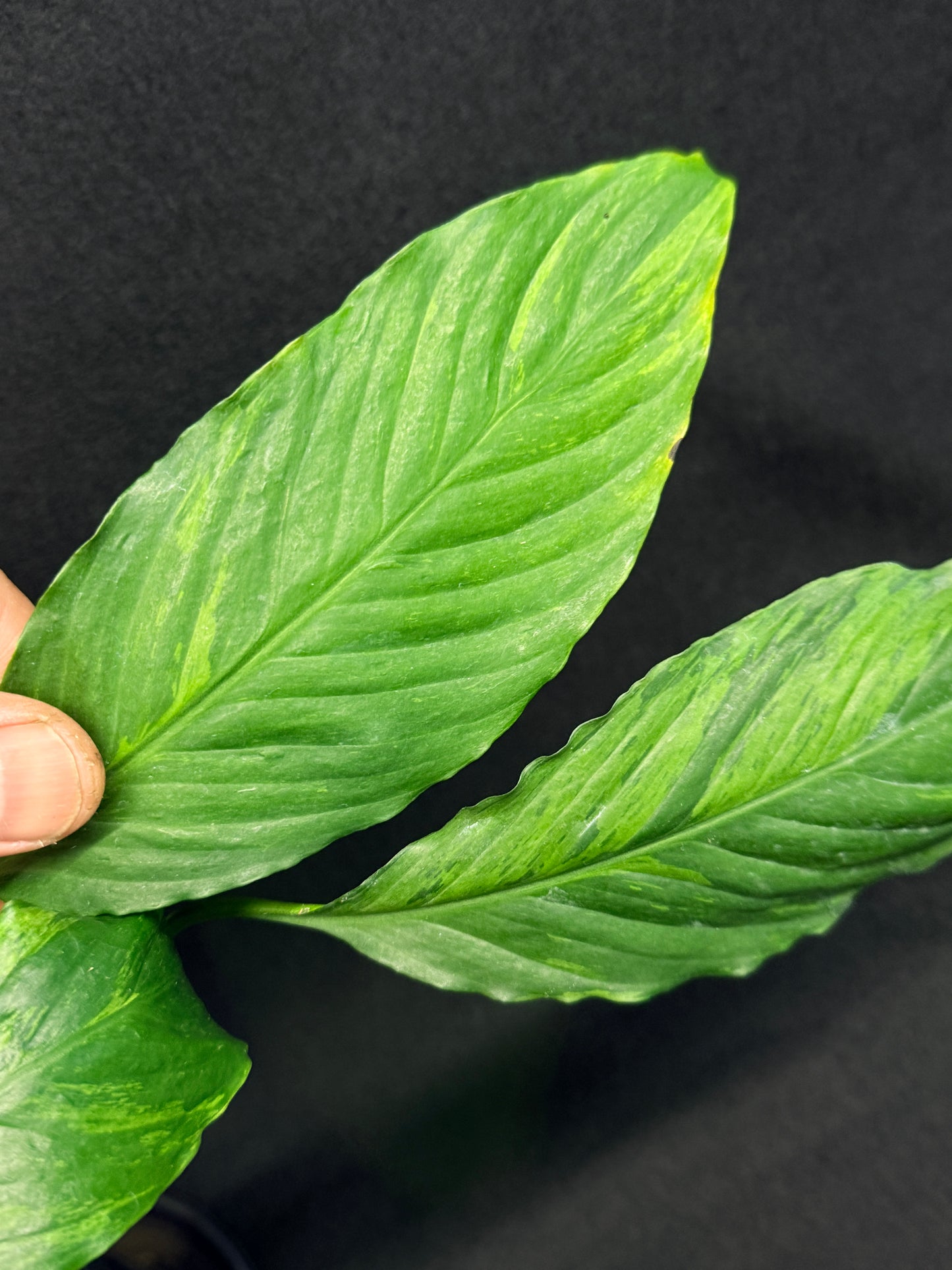 Spathiphyllum Picasso 'Aurea' Yellow Variegation G50