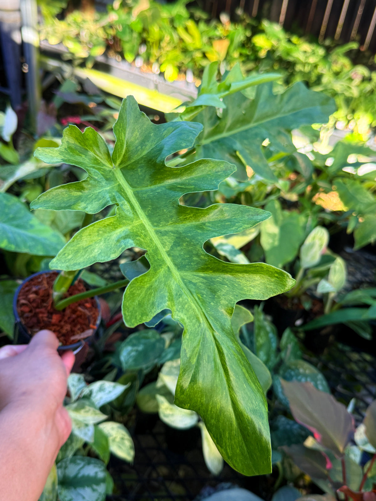 Philodendron 'Bob Cee' Variegata (Large) S73