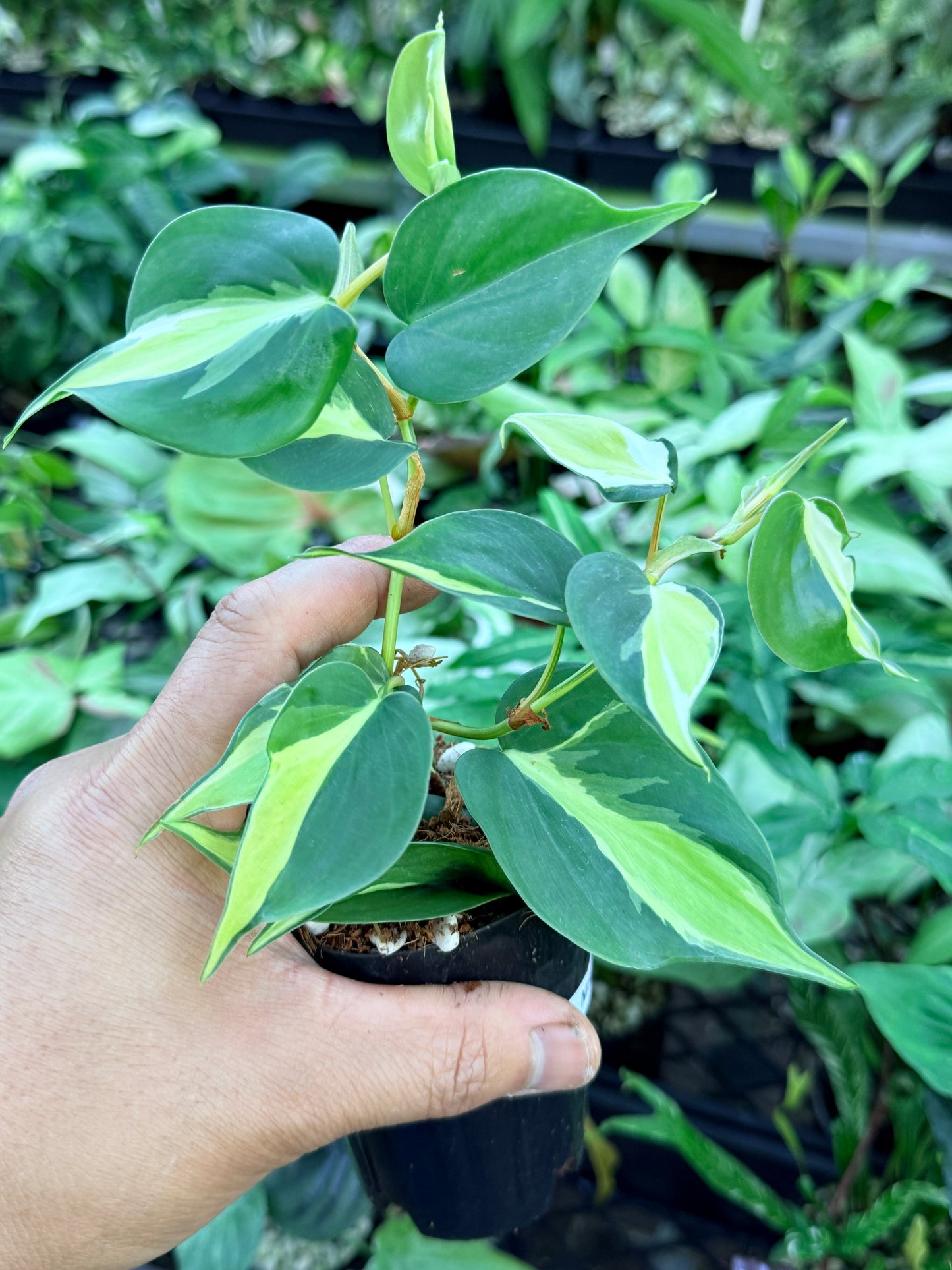 Philodendron 'Cream Splash' M56