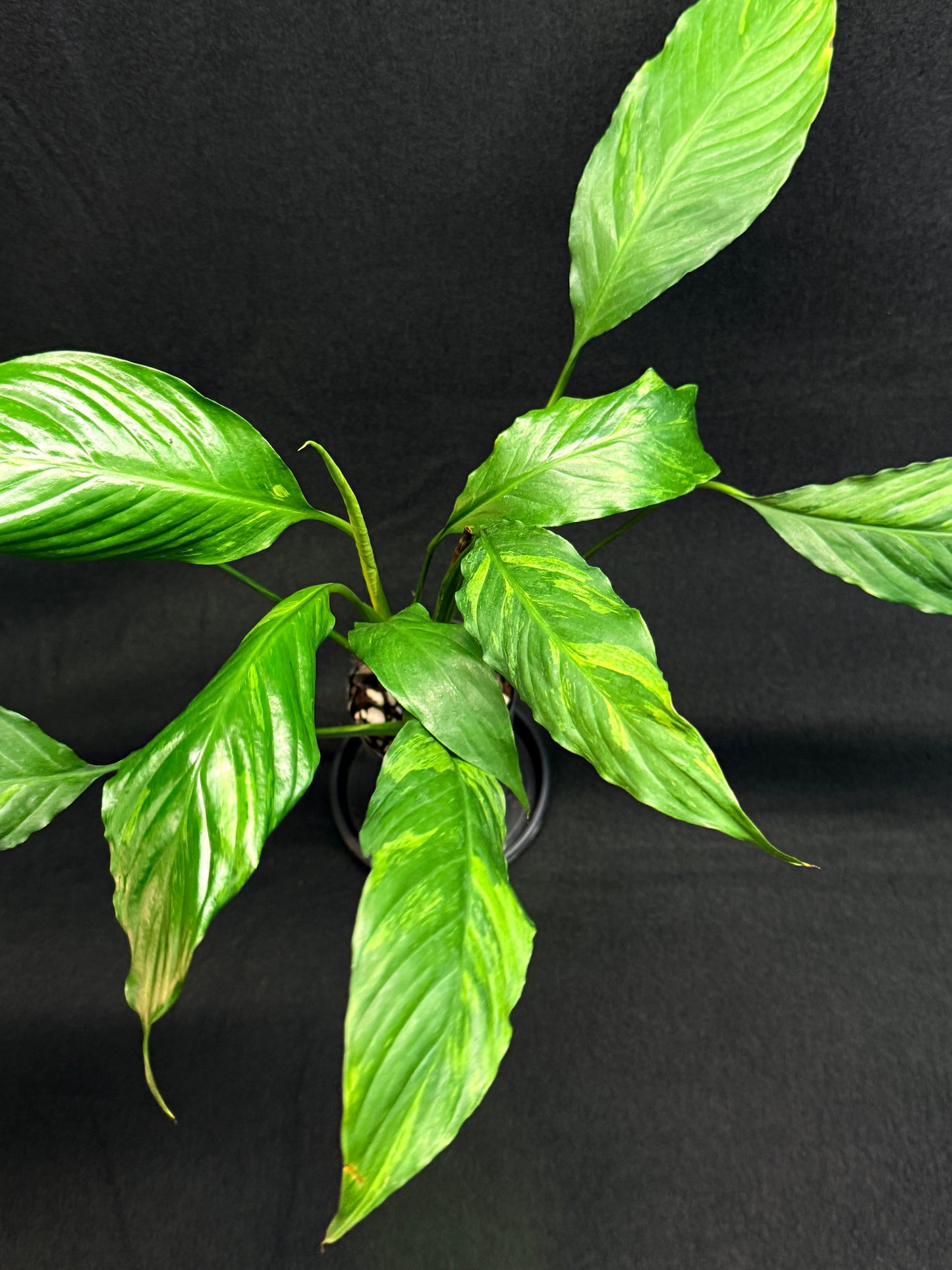 Spathiphyllum Picasso 'Aurea' Yellow Variegation G50